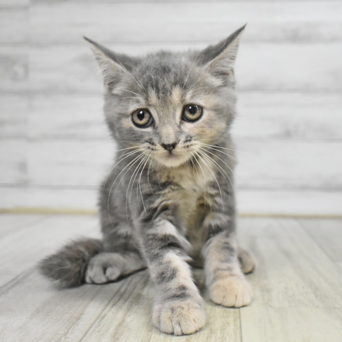 長野県のスコティッシュストレート (犬の家＆猫の里長野店/2025年9月23日生まれ/女の子/ブルーパッチドタビー)の子猫の2枚目の画像