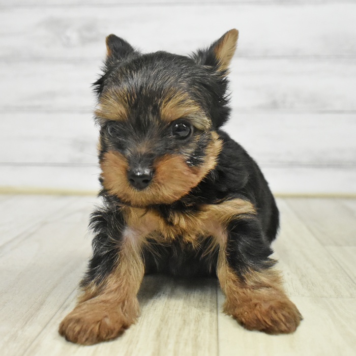 福井県のヨークシャーテリア (犬の家＆猫の里福井店/2025年9月22日生まれ/男の子/スチールブルータン)の子犬