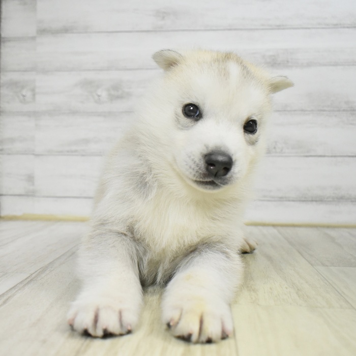 愛知県のシベリアンハスキー (犬の家＆猫の里豊川インター店/2025年9月22日生まれ/女の子/シルバーホワイト)の子犬の2枚目の画像