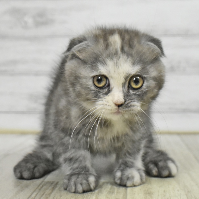 神奈川県のスコティッシュフォールド (犬の家＆猫の里モザイクモール港北店/2025年9月21日生まれ/女の子/シルバーパッチドタビー)の子猫