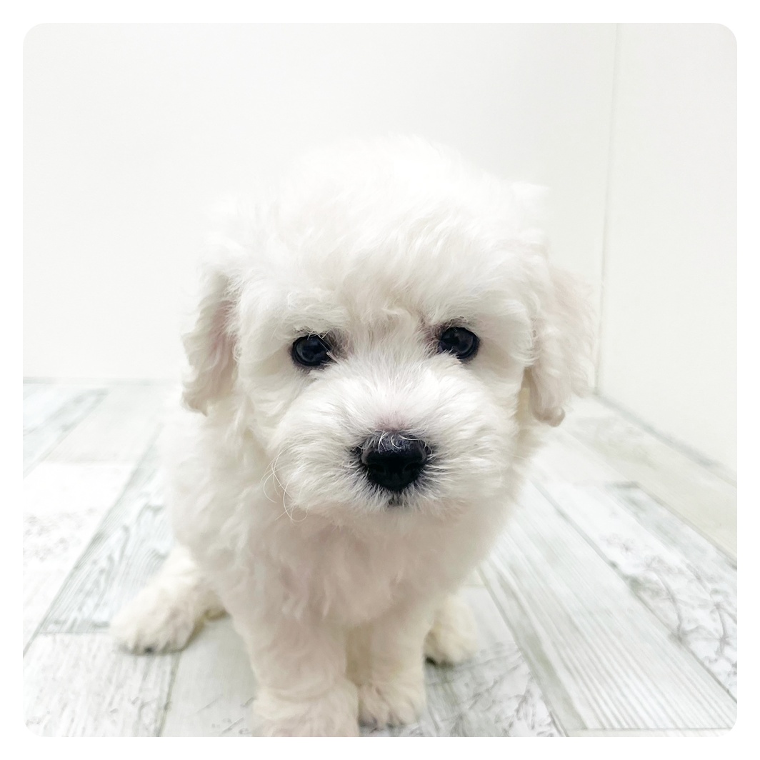 福岡県のビションフリーゼ (犬の家＆猫の里トリアス久山店/2025年9月23日生まれ/男の子/ホワイト)の子犬の2枚目の画像