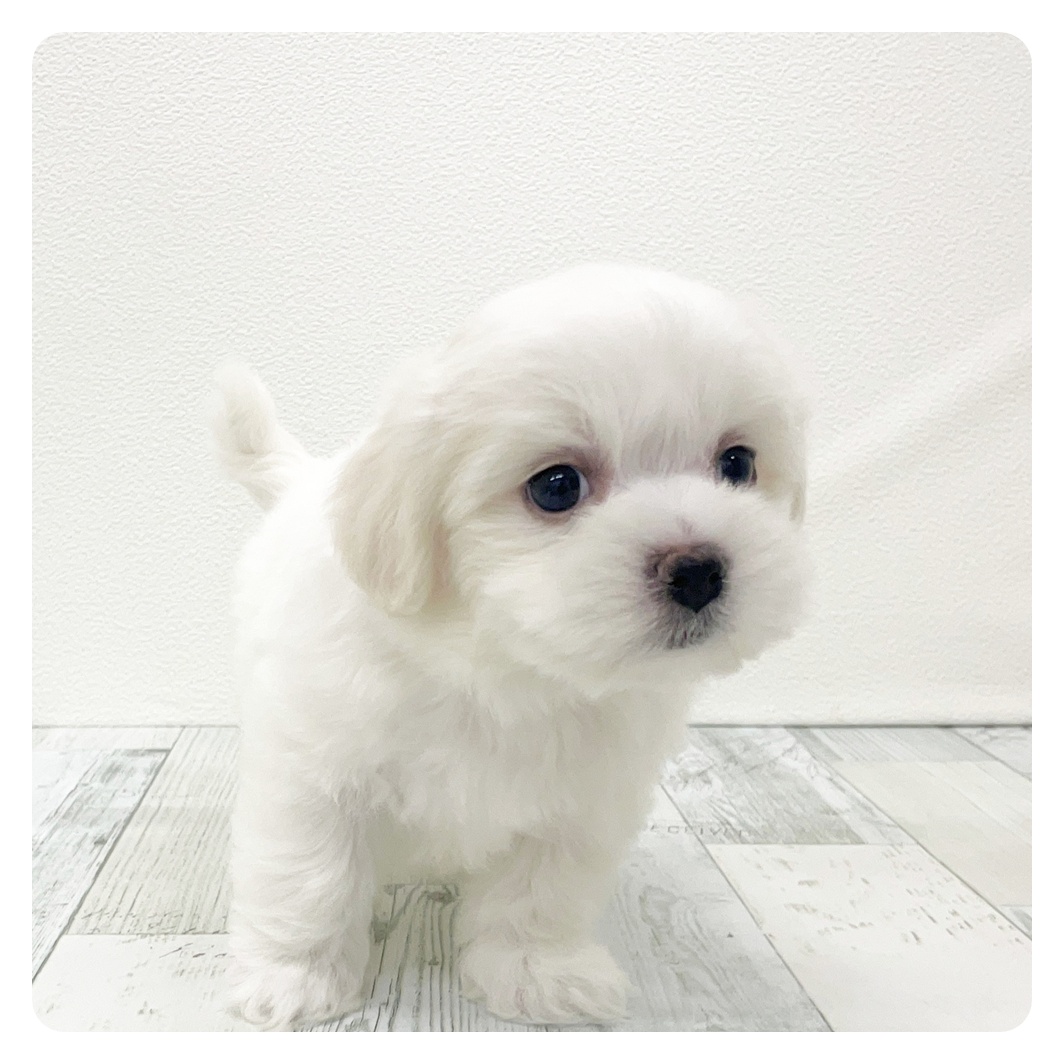 福岡県のハーフ犬・ミックス犬 (犬の家＆猫の里シュロアモール筑紫野店/2025年9月23日生まれ/男の子/ホワイト)の子犬