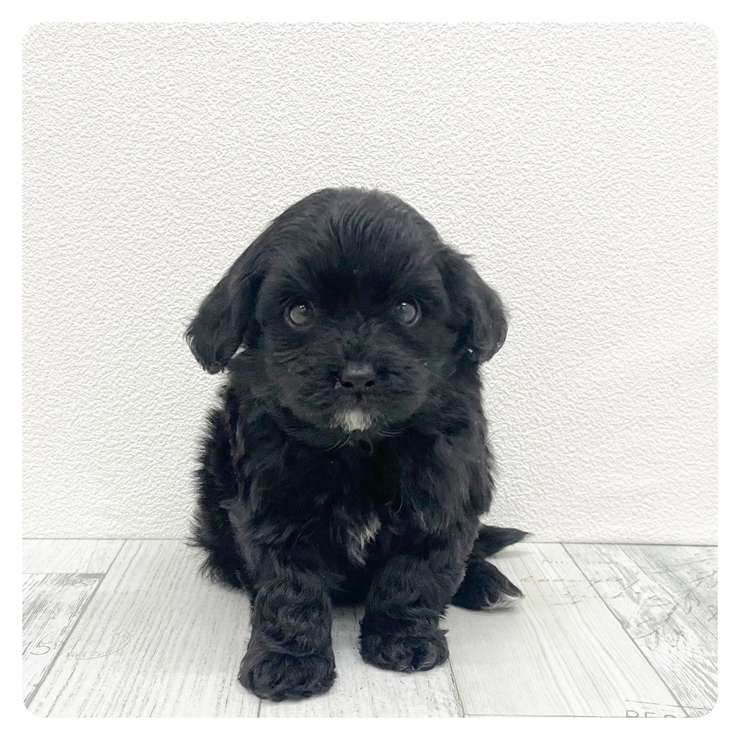 福岡県のチワプー/プーチー(チワワ×プードル) (犬の家＆猫の里シュロアモール筑紫野店/2025年9月21日生まれ/男の子/ブラック)の子犬の1枚目の画像