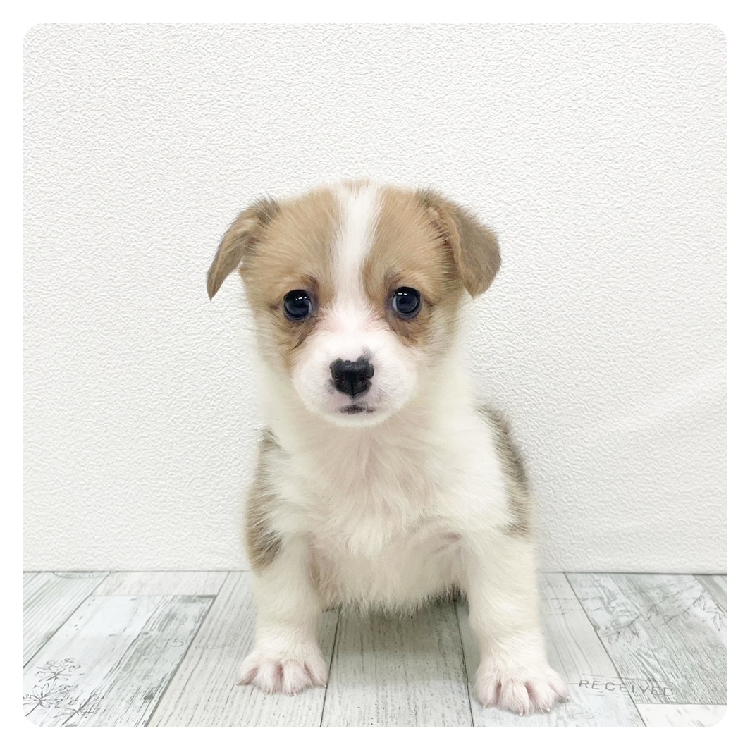 福岡県のウェルシュコーギーペンブローク (犬の家＆猫の里トリアス久山店/2025年9月22日生まれ/女の子/レッドホワイト)の子犬