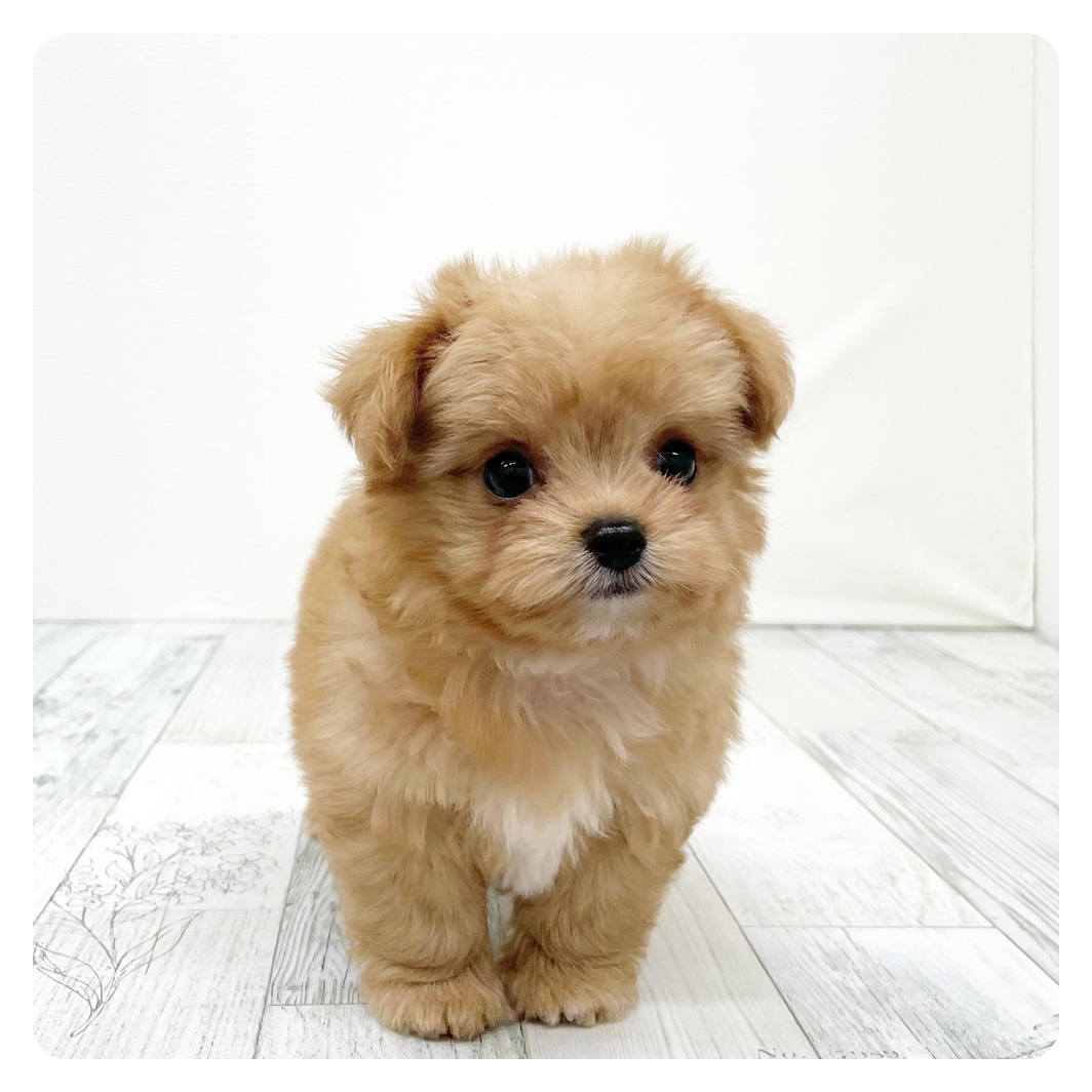 福岡県のチワプー/プーチー(チワワ×プードル) (犬の家＆猫の里トリアス久山店/2025年9月14日生まれ/女の子/レッド)の子犬の3枚目の画像