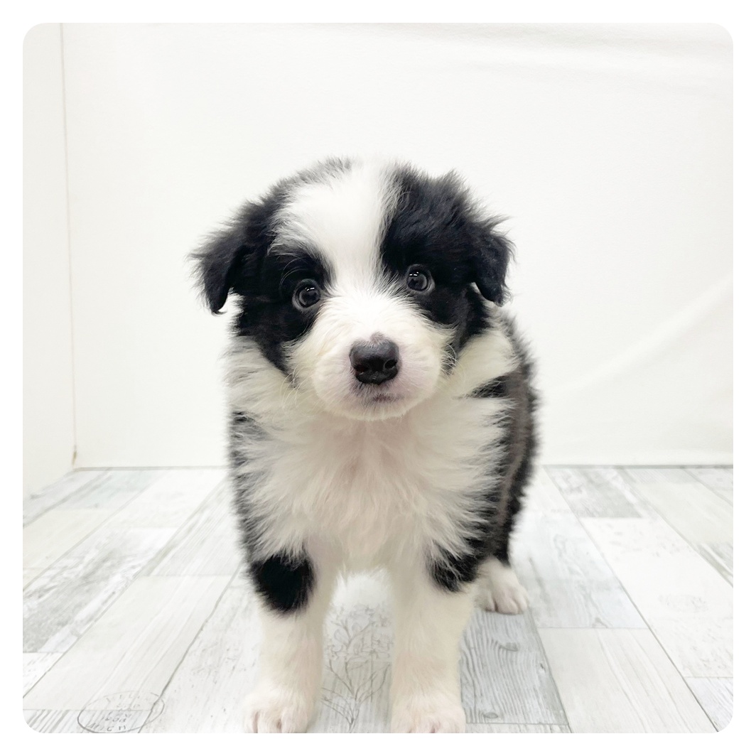 福岡県のボーダーコリー (犬の家＆猫の里シュロアモール筑紫野店/2025年9月21日生まれ/男の子/ブラックホワイト)の子犬の1枚目の画像
