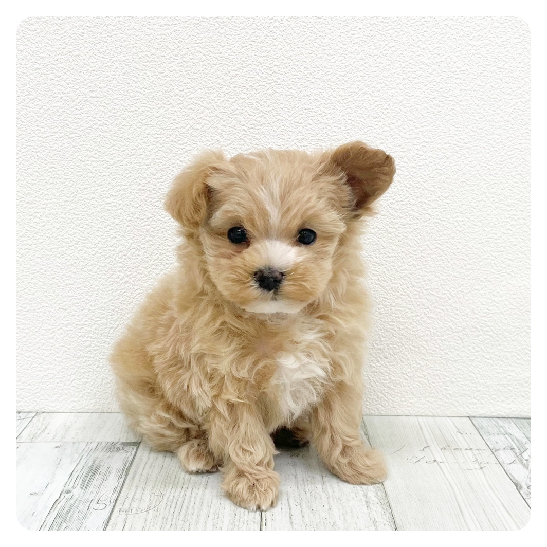 福岡県のマルプー(マルチーズ×プードル) (犬の家＆猫の里トリアス久山店/2025年9月21日生まれ/女の子/アプリコット)の子犬の4枚目の画像