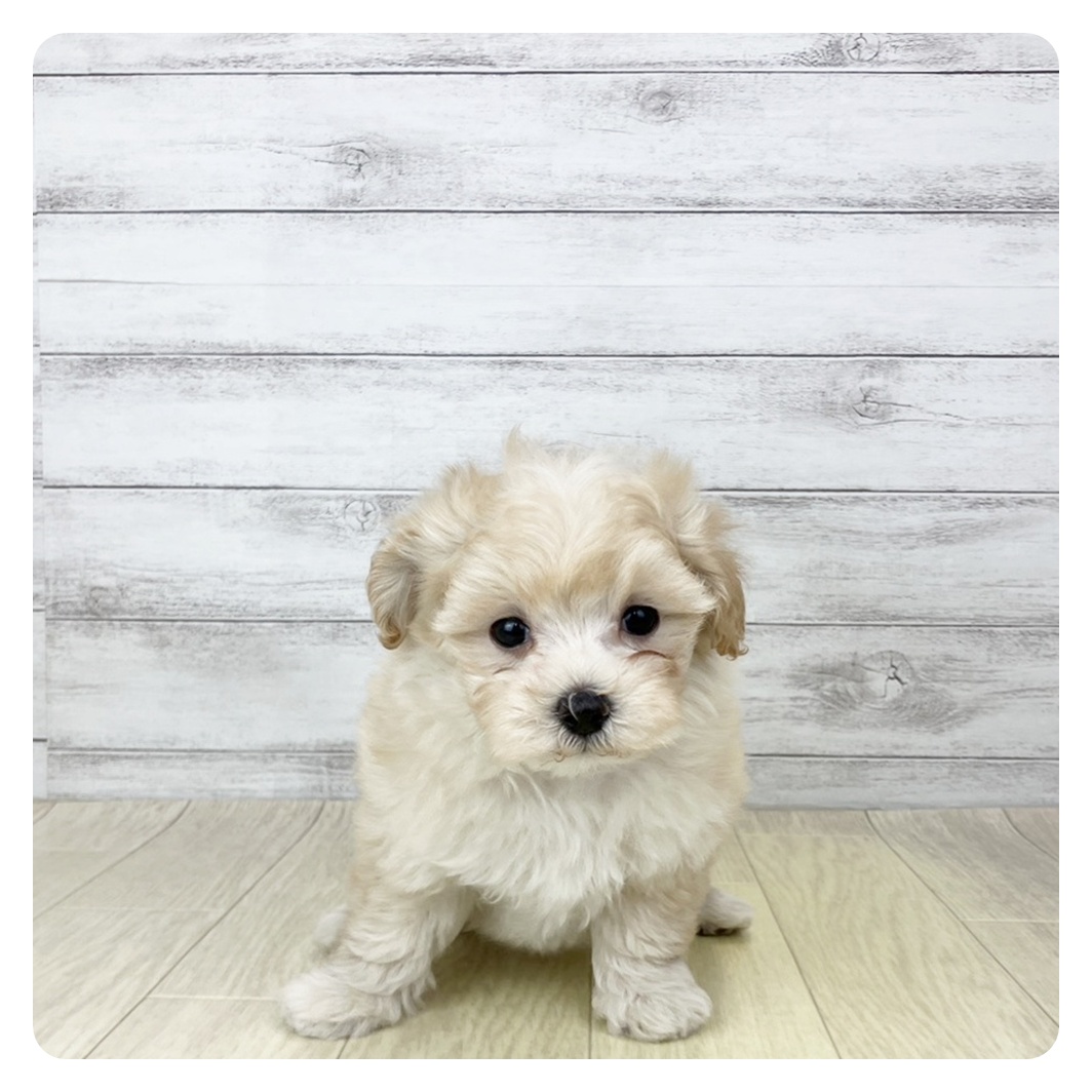 福井県のマルプー(マルチーズ×プードル) (犬の家＆猫の里アミーゴ福井店/2025年9月23日生まれ/男の子/クリームホワイト)の子犬