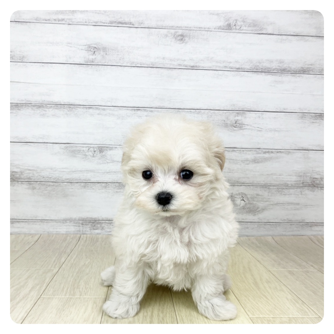 愛知県のマルプー(マルチーズ×プードル) (犬の家＆猫の里豊田店/2025年9月23日生まれ/女の子/ホワイトクリーム)の子犬