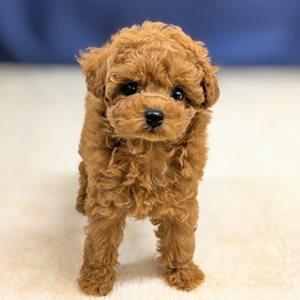 愛知県のトイプードル(トイ) (犬の家＆猫の里一宮店/2025年9月20日生まれ/女の子/レッド)の子犬の1枚目の画像