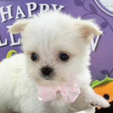 ハーフ犬女の子の写真