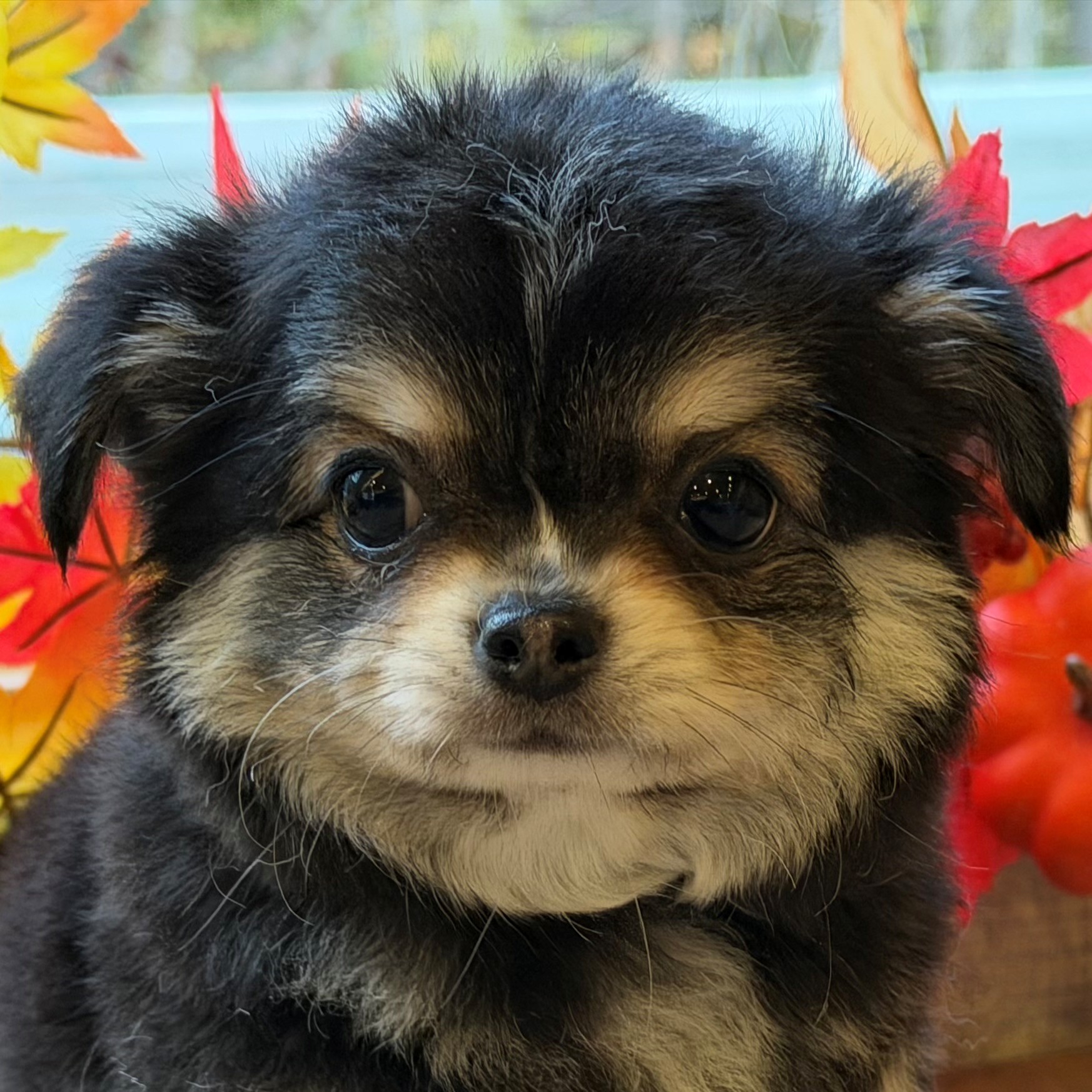 愛知県のチワワ(ロング) (犬の家＆猫の里愛知刈谷店/2025年9月19日生まれ/男の子/ブラッククリームホワイト)の子犬