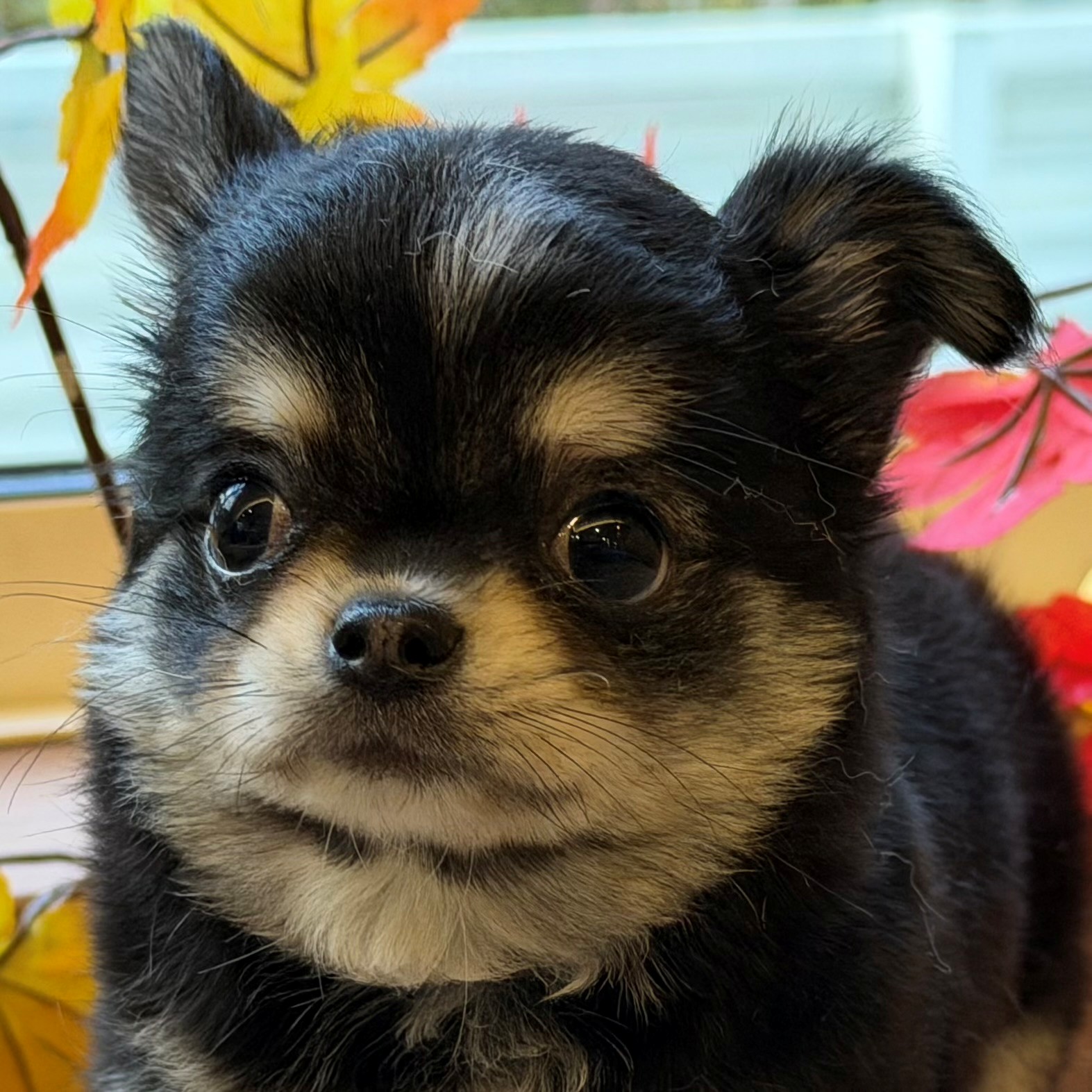 岐阜県のチワワ(ロング) (犬の家＆猫の里カラフルタウン岐阜店/2025年9月19日生まれ/女の子/ブラッククリームホワイト)の子犬の1枚目の画像