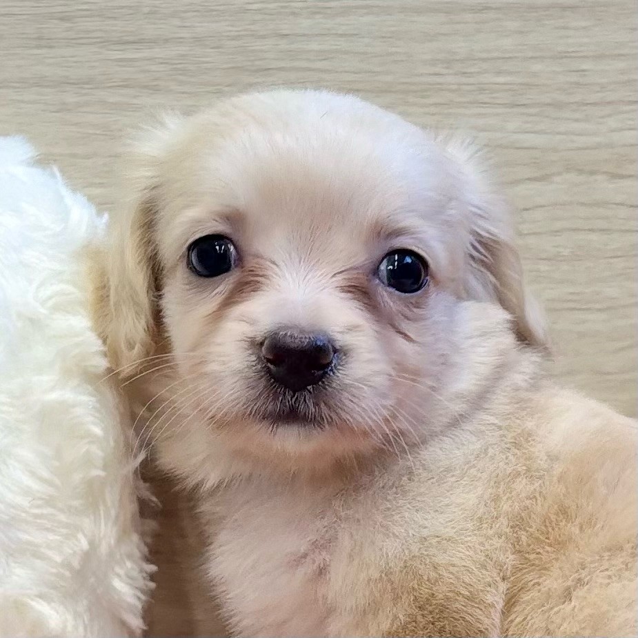 愛知県のチワックス(チワワ×ダックス) (犬の家＆猫の里MEGAドン・キホーテ東海名和店/2025年9月22日生まれ/女の子/クリーム)の子犬