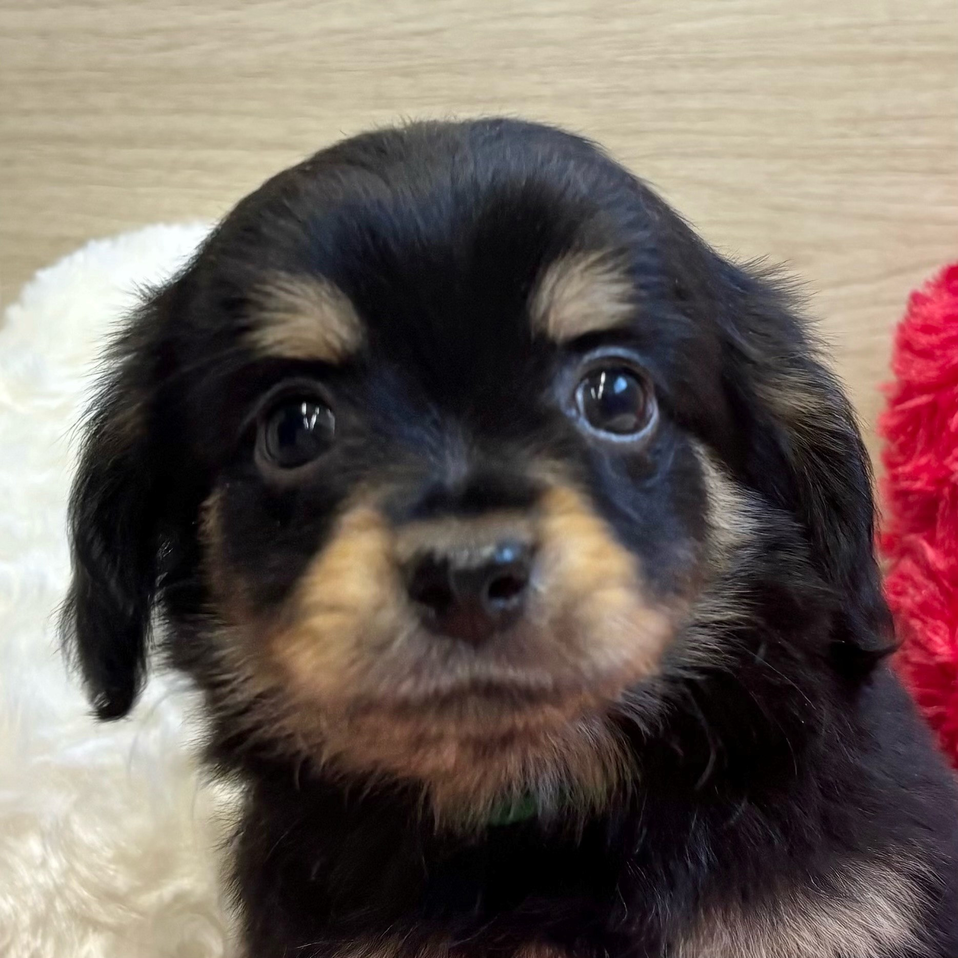 岡山県のチワックス(チワワ×ダックス) (犬の家＆猫の里倉敷店/2025年9月22日生まれ/男の子/ブラックタン)の子犬