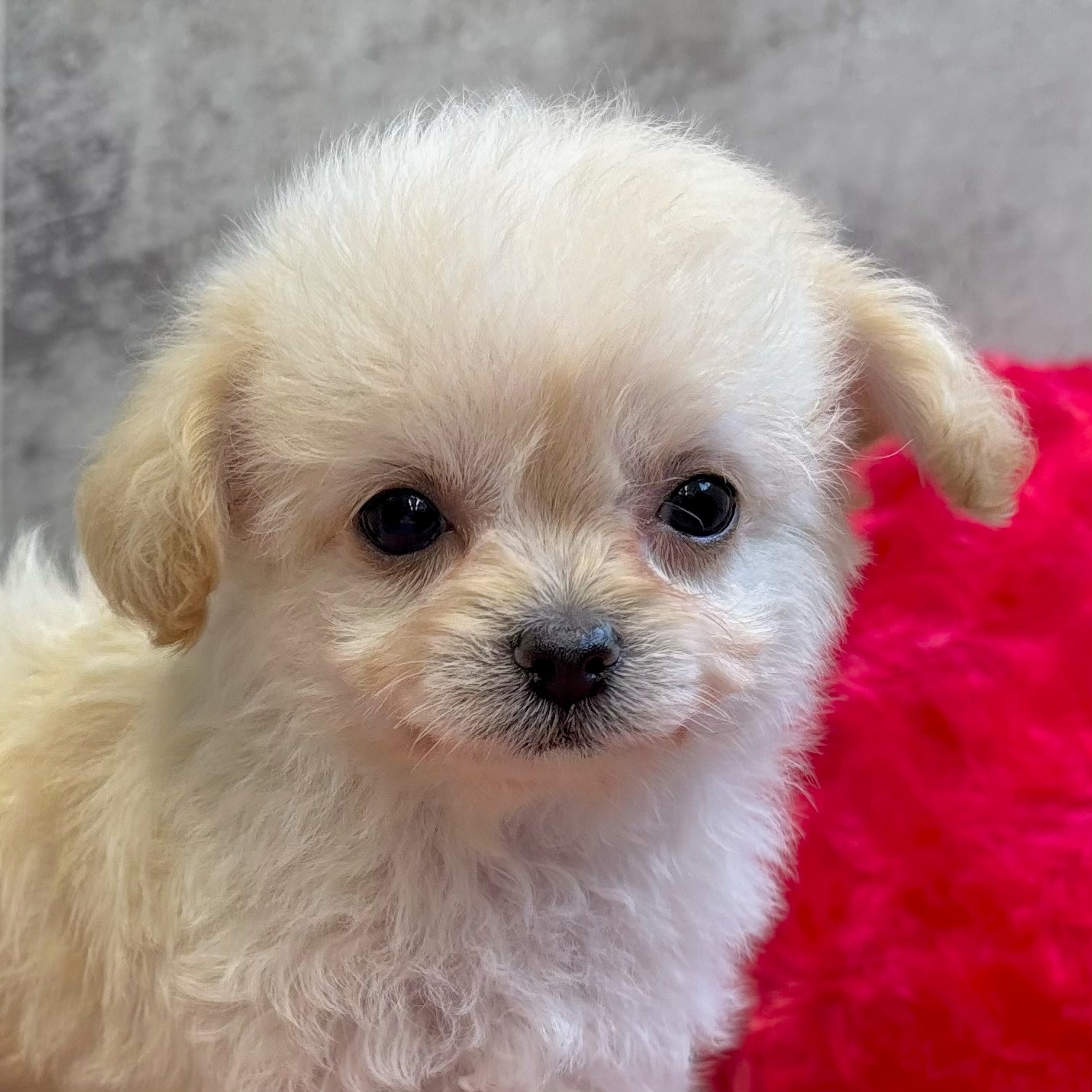 兵庫県のチワプー/プーチー(チワワ×プードル) (犬の家＆猫の里尼崎店/2025年9月23日生まれ/女の子/クリーム)の子犬の2枚目の画像