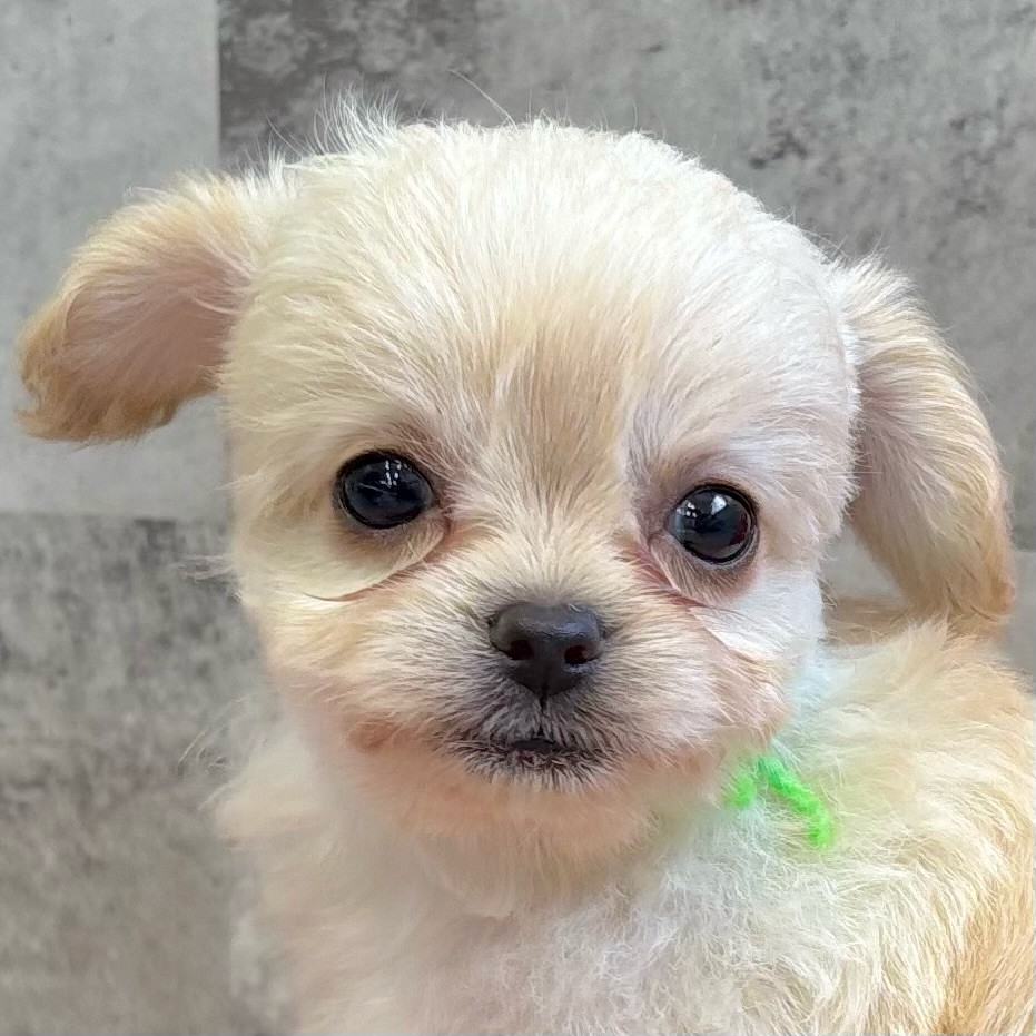 愛知県のチワプー/プーチー(チワワ×プードル) (犬の家＆猫の里七宝店/2025年9月23日生まれ/男の子/クリーム)の子犬