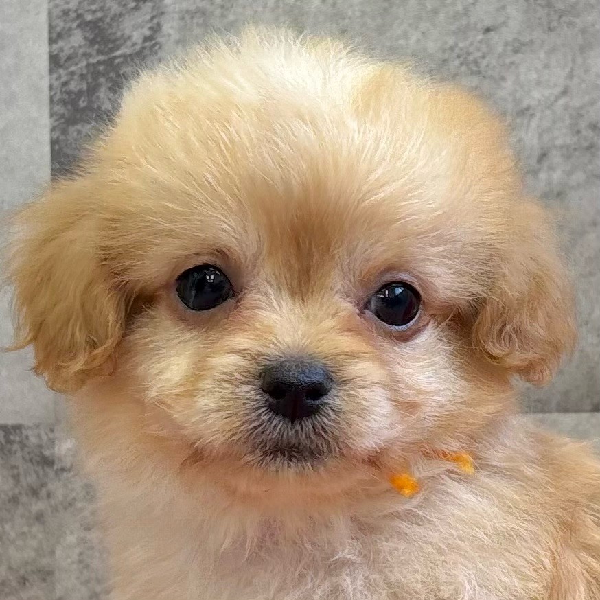 岡山県のチワプー/プーチー(チワワ×プードル) (犬の家＆猫の里岡山店/2025年9月23日生まれ/男の子/クリーム)の子犬の1枚目の画像