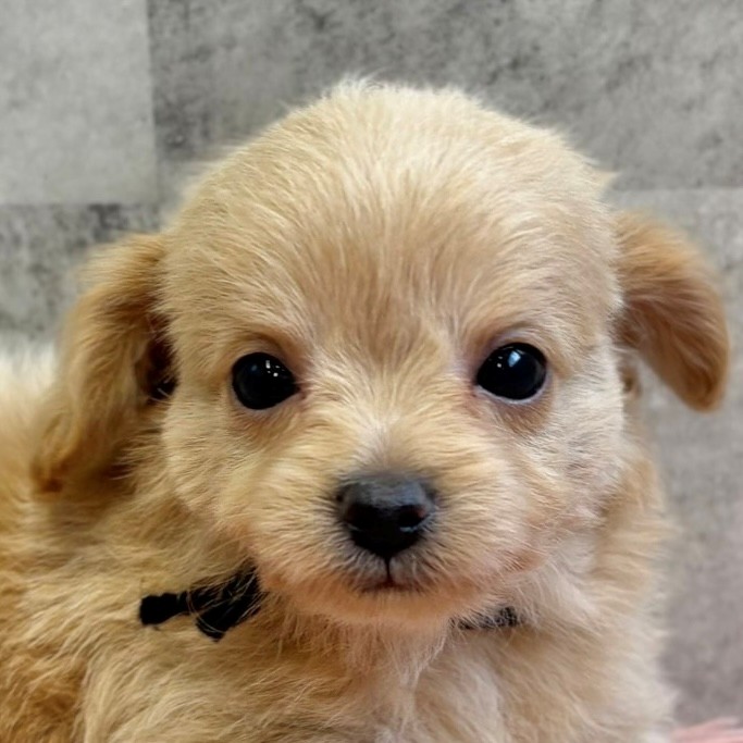 ハーフ犬男の子の写真