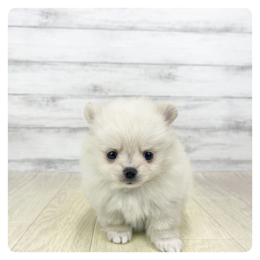 愛知県のポメチワ/チワポメ/ポメチー(ポメラニアン×チワワ) (犬の家＆猫の里碧南店/2025年9月24日生まれ/男の子/クリーム)の子犬