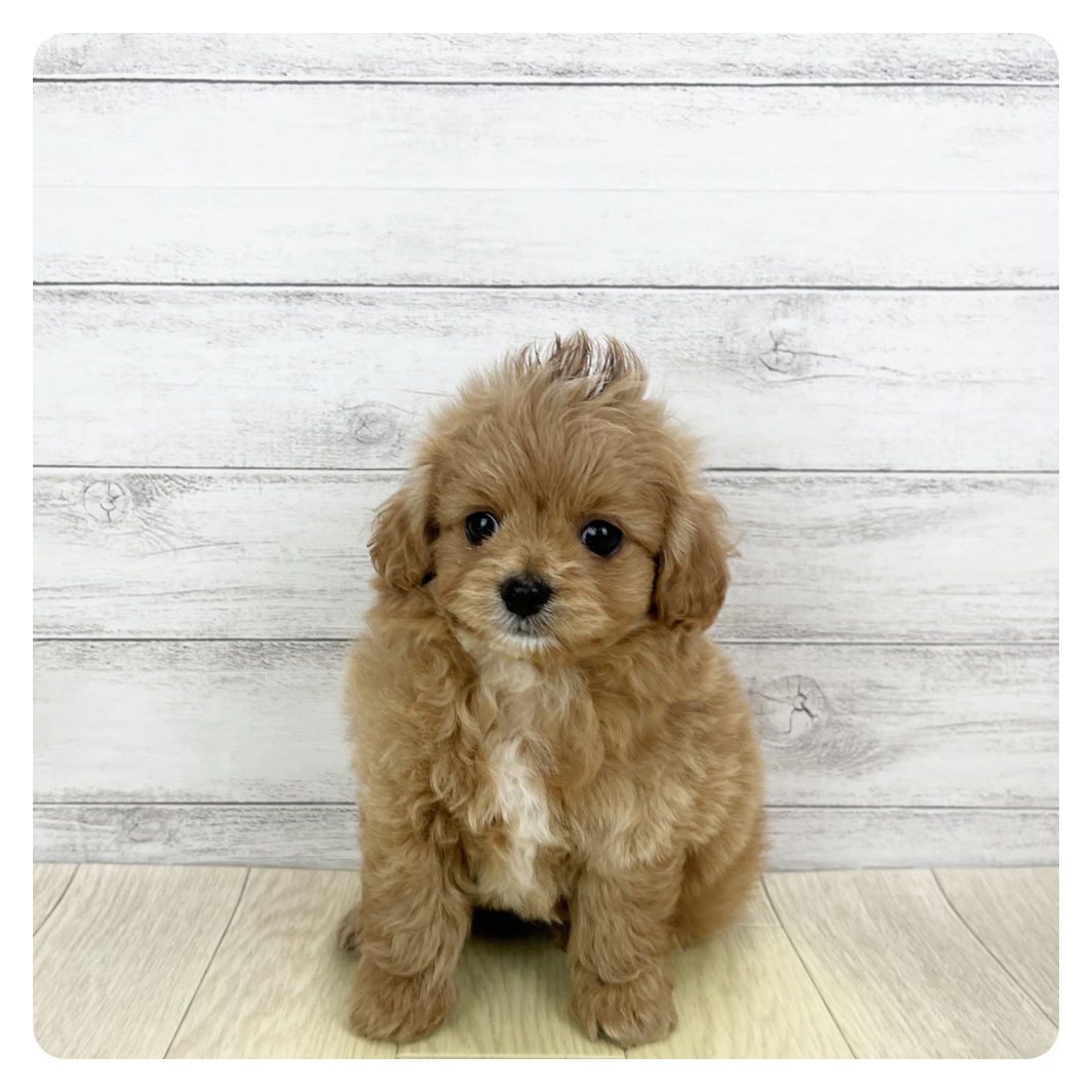 愛知県のチワプー/プーチー(チワワ×プードル) (犬の家＆猫の里春日井本店/2025年9月23日生まれ/男の子/アプリコット)の子犬の2枚目の画像