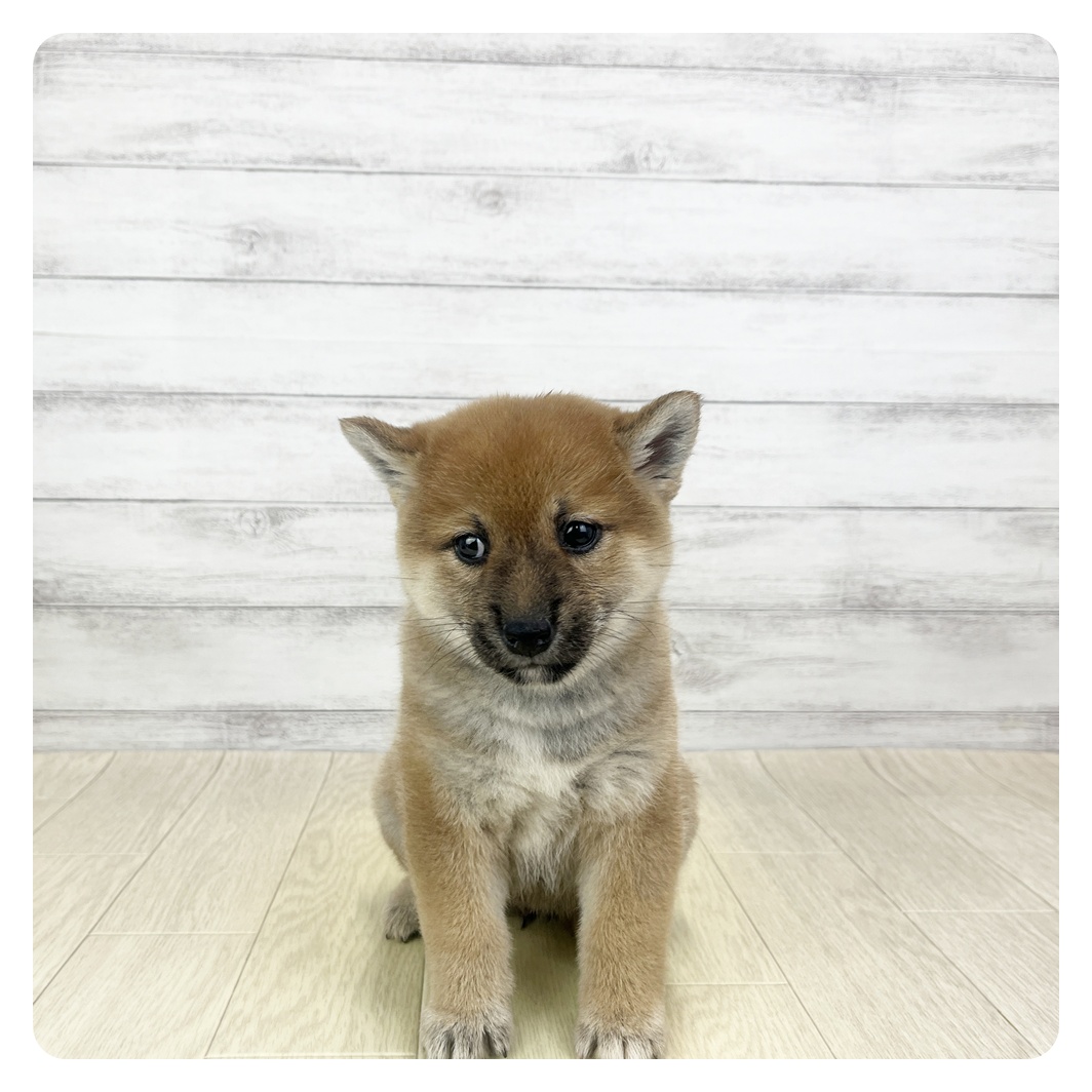 福井県の柴犬(標準サイズ) (犬の家＆猫の里福井店/2025年9月23日生まれ/女の子/赤)の子犬