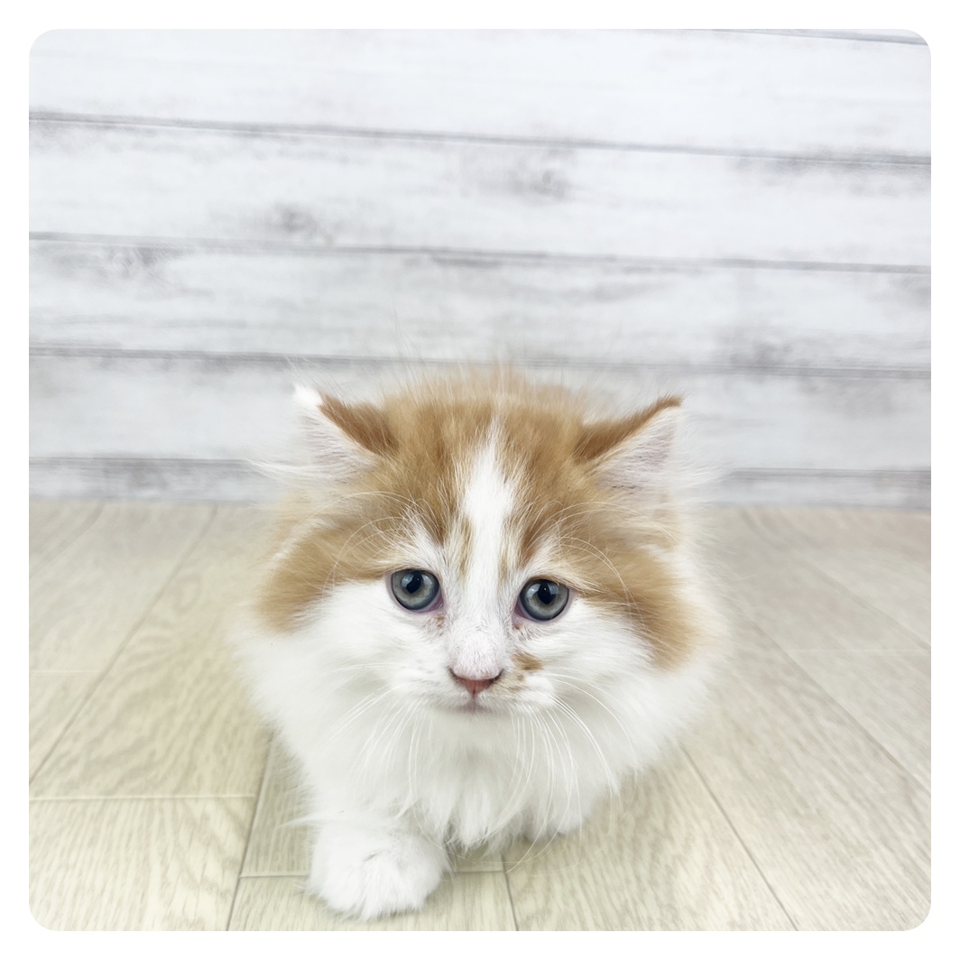 福井県のミヌエット (犬の家＆猫の里アミーゴ福井店/2025年9月23日生まれ/男の子/レッドタビーホワイト)の子猫