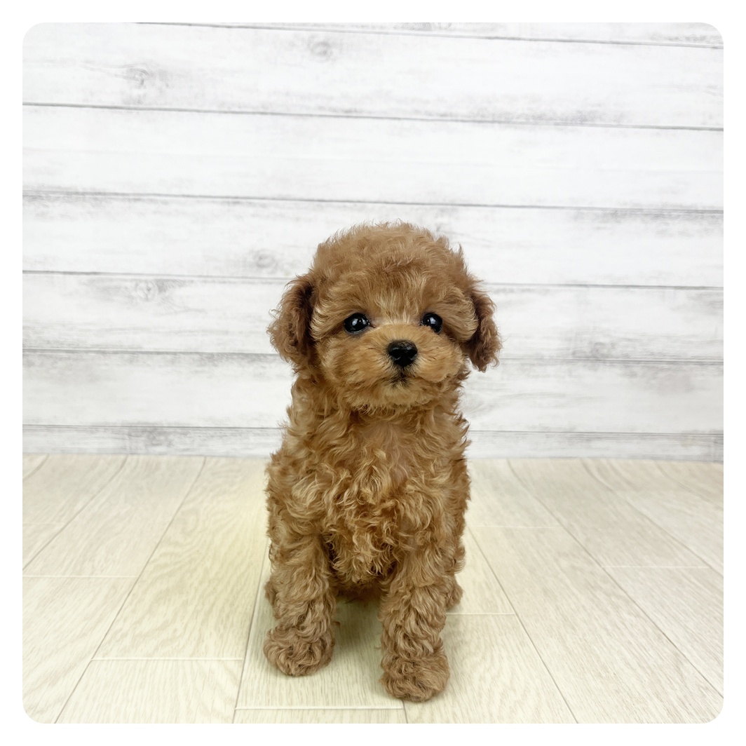 愛知県のトイプードル(タイニー) (犬の家＆猫の里春日井本店/2025年9月23日生まれ/女の子/レッドフォーン)の子犬