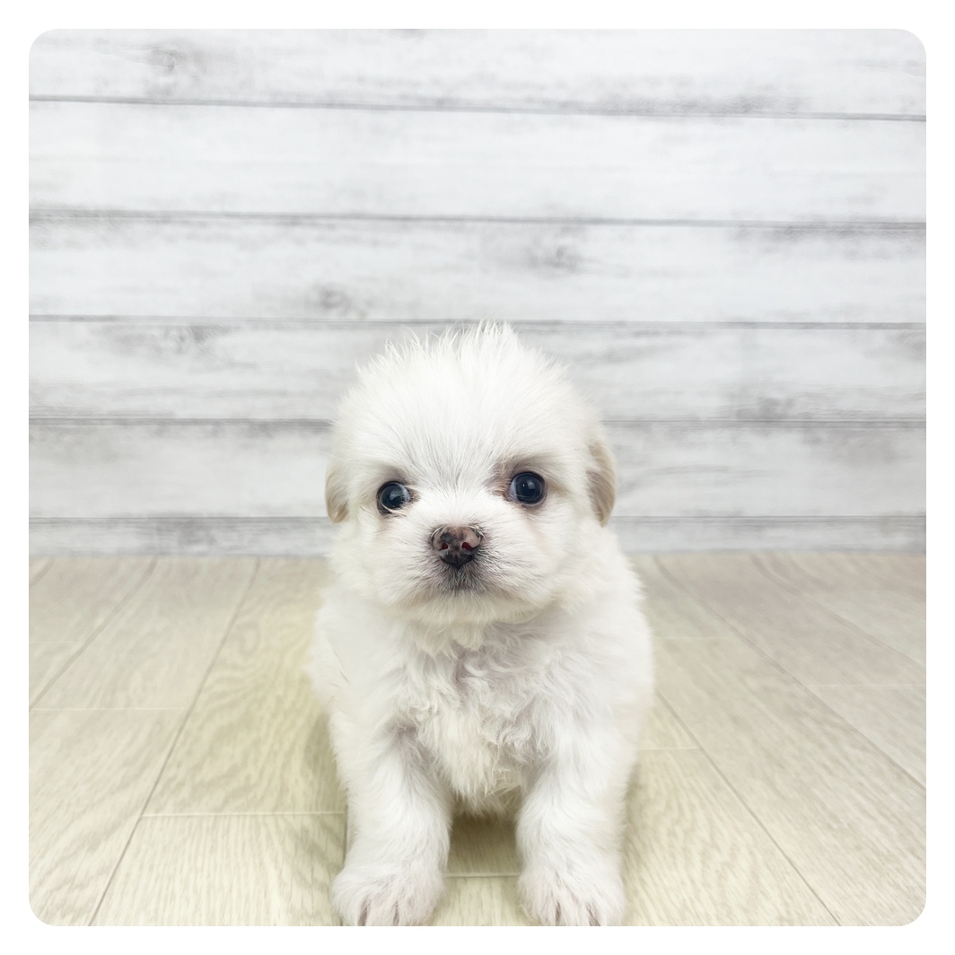 愛知県のチワマル/マルチワ(チワワ×マルチーズ) (犬の家＆猫の里春日井本店/2025年9月24日生まれ/男の子/クリーム)の子犬の2枚目の画像