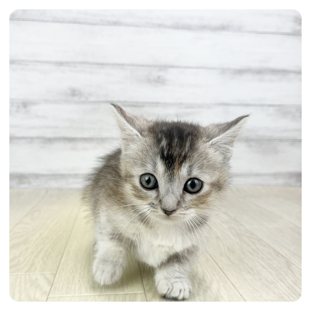 愛知県のマンチカン (犬の家＆猫の里MEGAドン・キホーテ東海名和店/2025年9月24日生まれ/女の子/シルバーパッチドタビーホワイト)の子猫