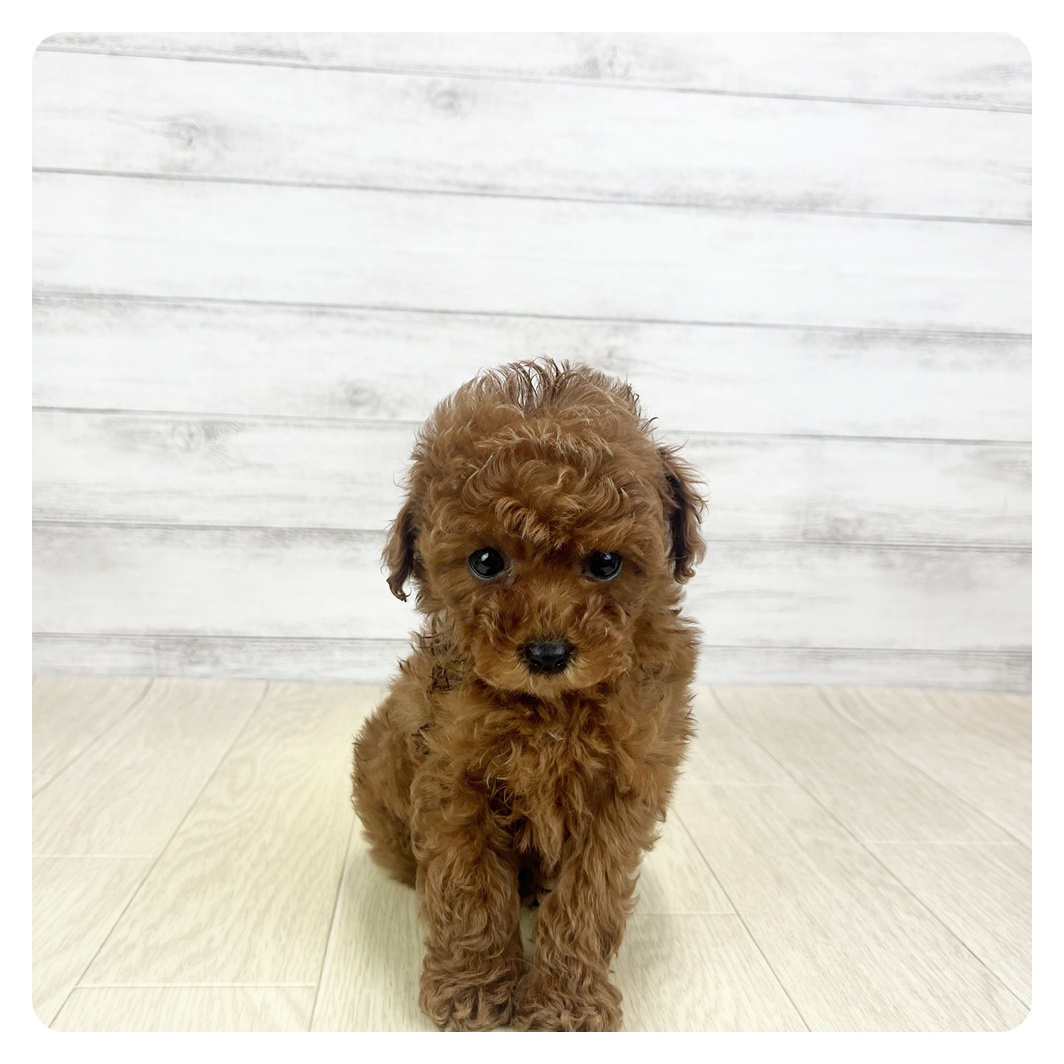 愛知県のトイプードル(タイニー) (犬の家＆猫の里エアポートウォーク店/2025年9月24日生まれ/男の子/レッド)の子犬の2枚目の画像