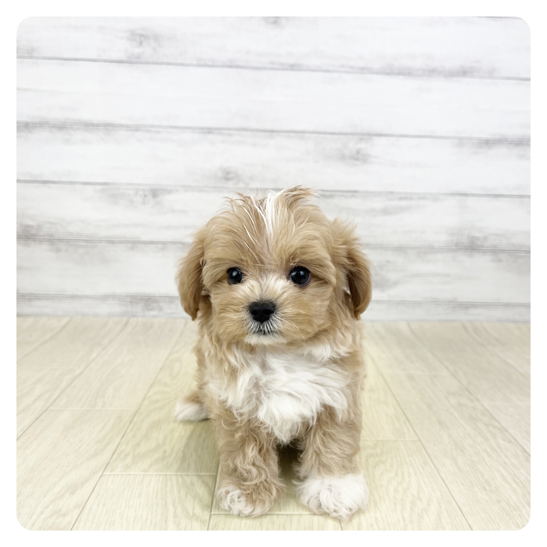 愛知県のマルプー(マルチーズ×プードル) (犬の家＆猫の里MiO香久山店/2025年9月24日生まれ/男の子/アプリコットホワイト)の子犬