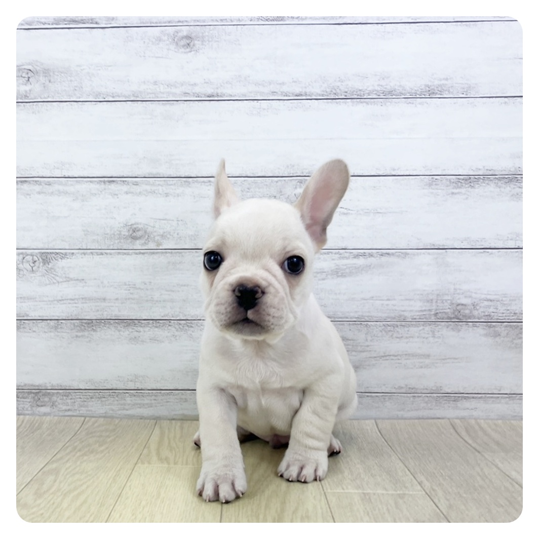 愛知県のフレンチブルドッグ (犬の家＆猫の里MiO香久山店/2025年9月24日生まれ/男の子/クリーム)の子犬の2枚目の画像