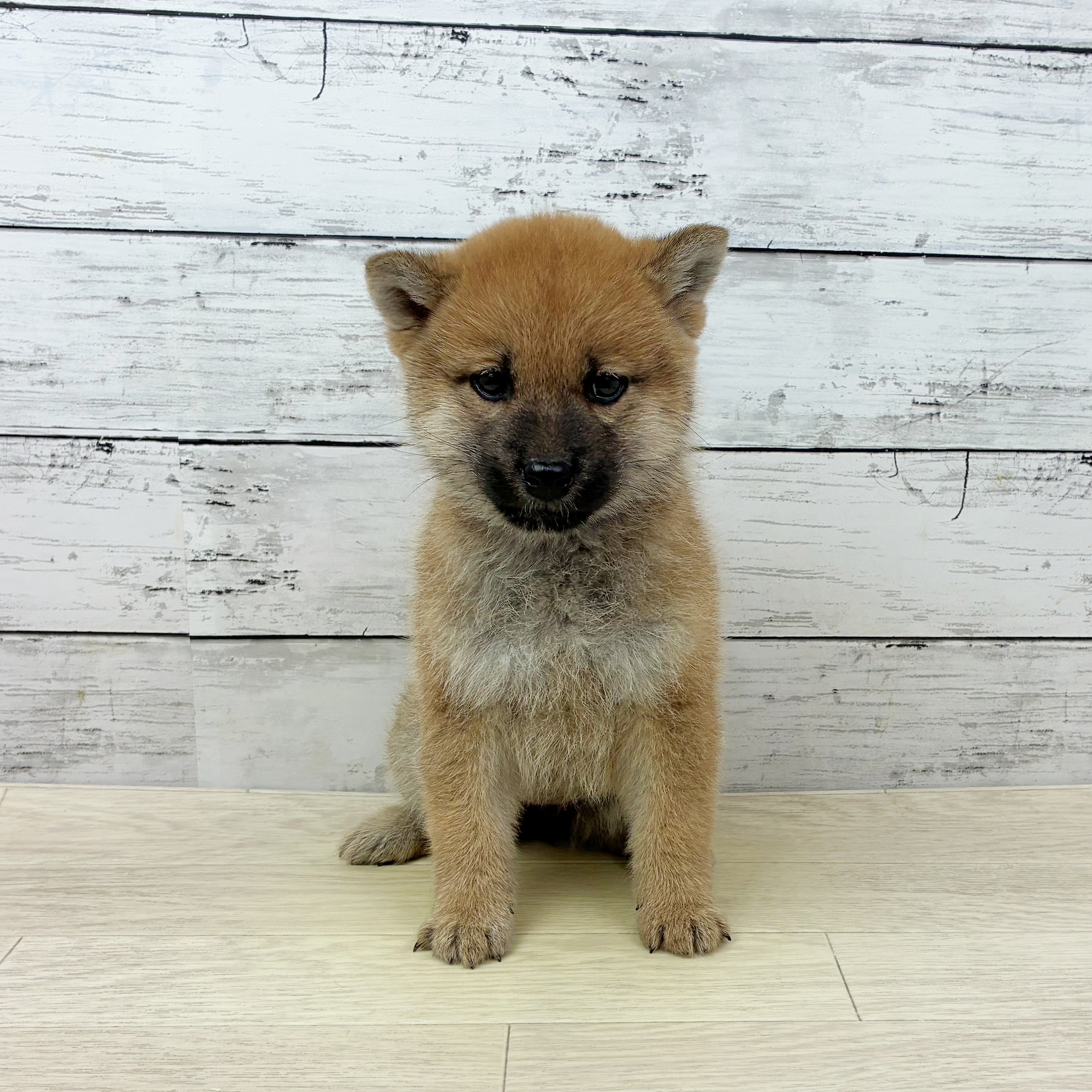兵庫県の柴犬(標準サイズ) (犬の家＆猫の里川西店/2025年9月24日生まれ/女の子/赤)の子犬