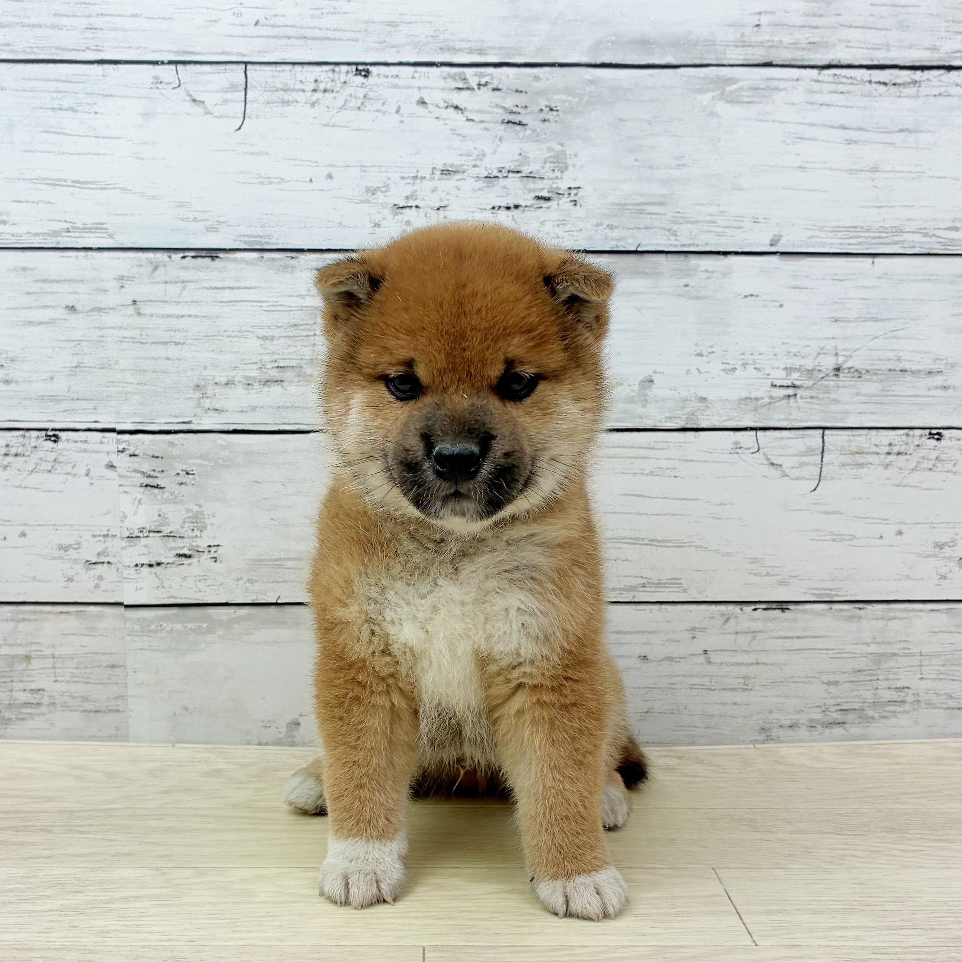 滋賀県の柴犬(標準サイズ) (犬の家＆猫の里長浜店/2025年9月24日生まれ/男の子/赤)の子犬