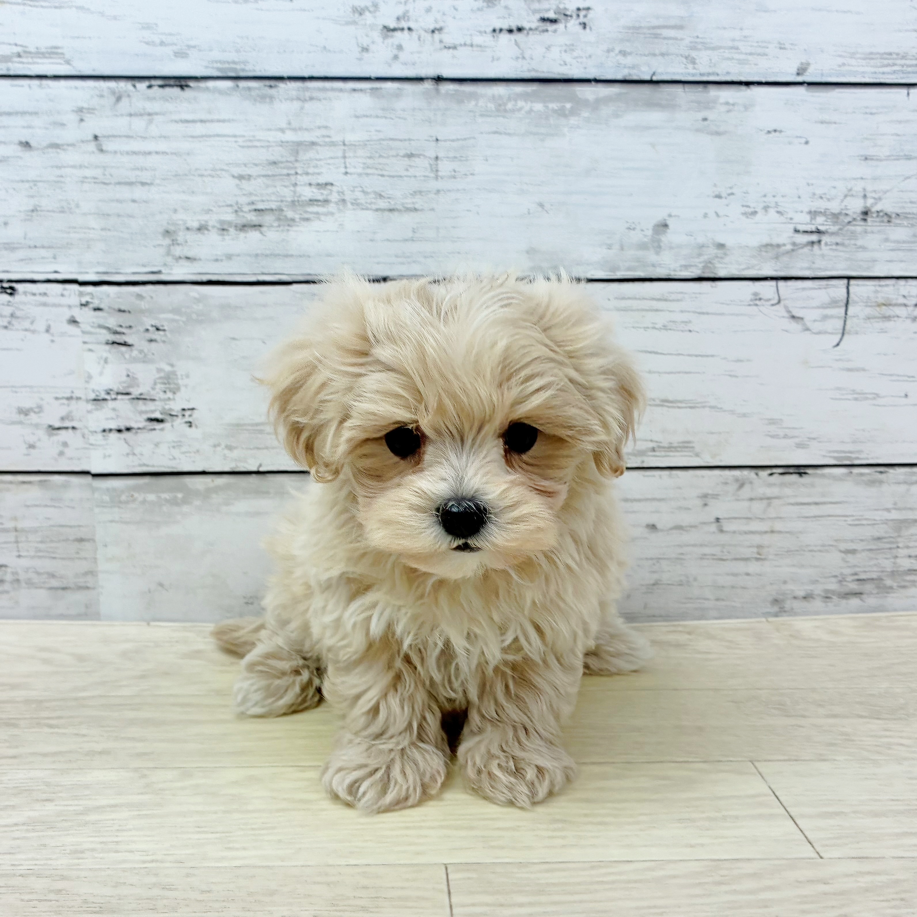 兵庫県のマルプー(マルチーズ×プードル) (犬の家＆猫の里ニッケパークタウン加古川店/2025年9月23日生まれ/女の子/クリーム)の子犬の2枚目の画像