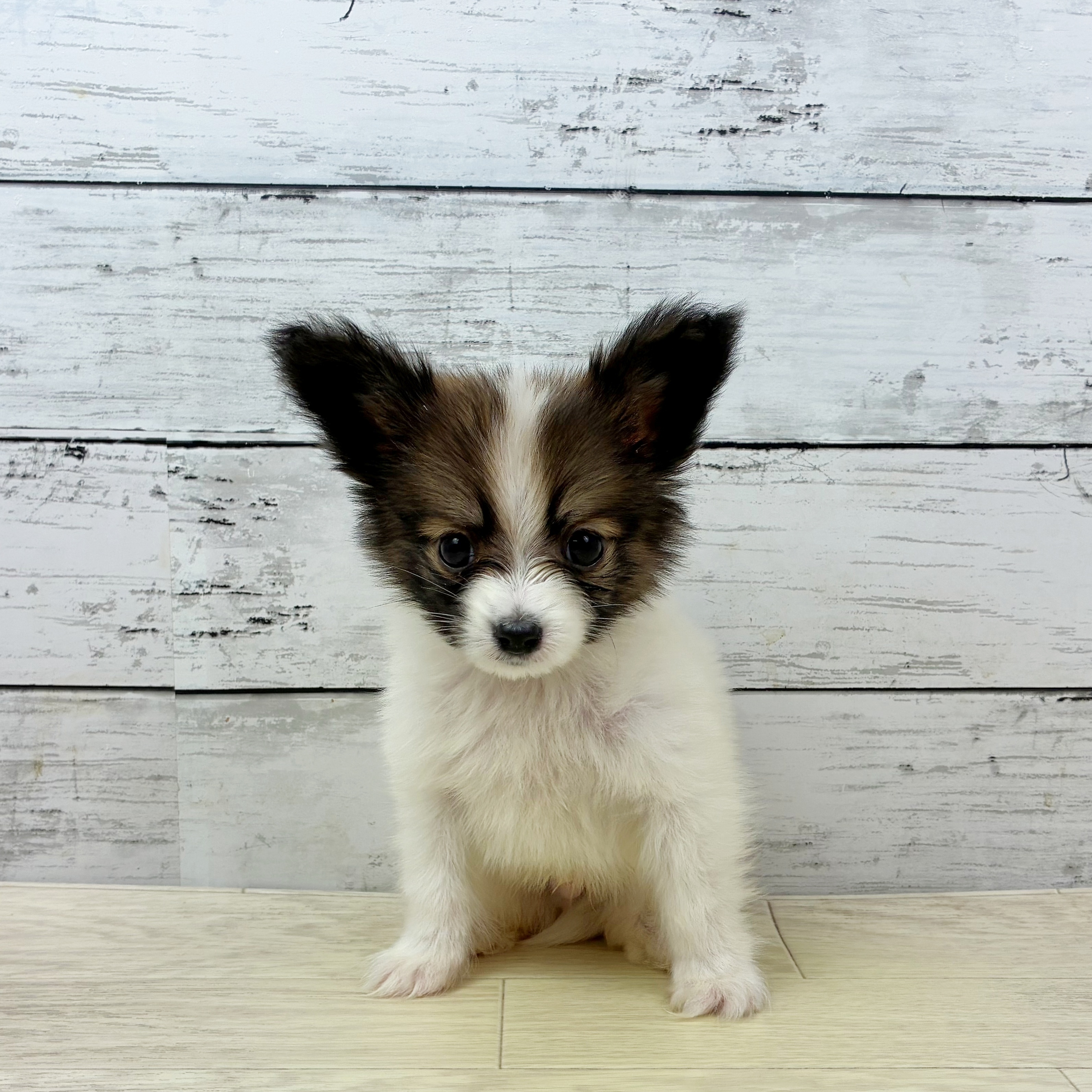 兵庫県のパピヨン (犬の家＆猫の里ゆめタウン姫路店/2025年9月24日生まれ/男の子/ホワイトブラウン)の子犬