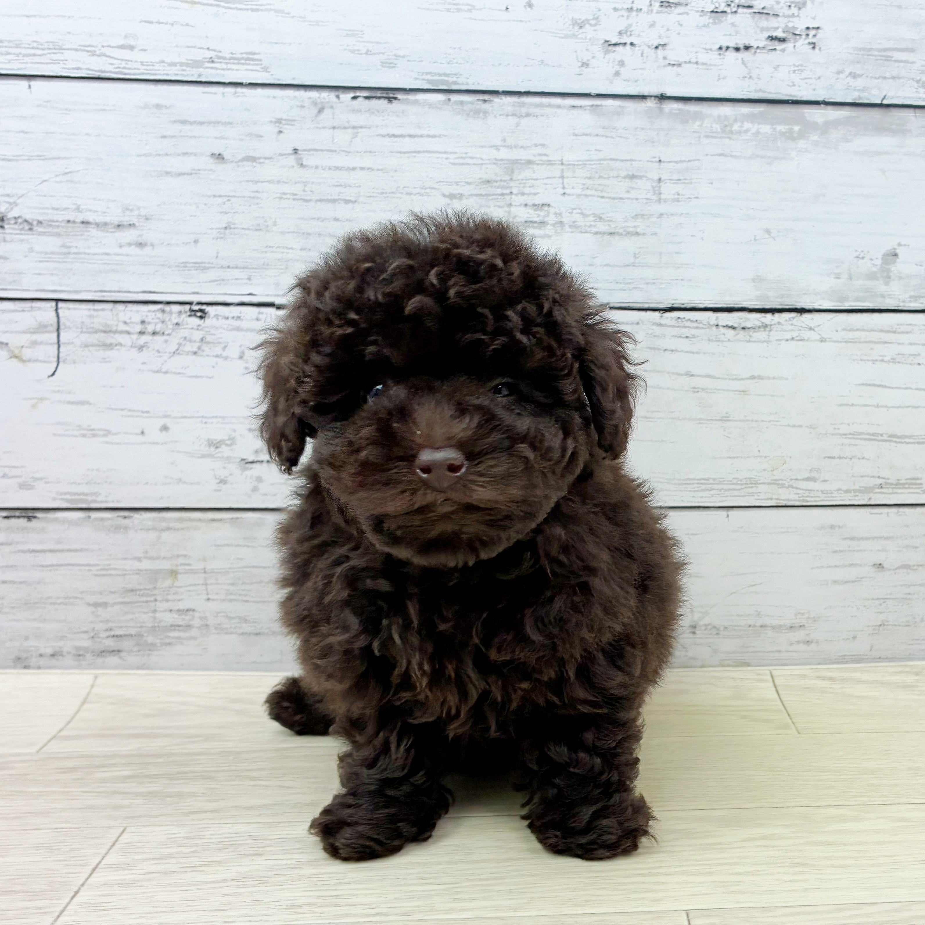 滋賀県のトイプードル ブラウン 女の子のご紹介(196336) | ペット