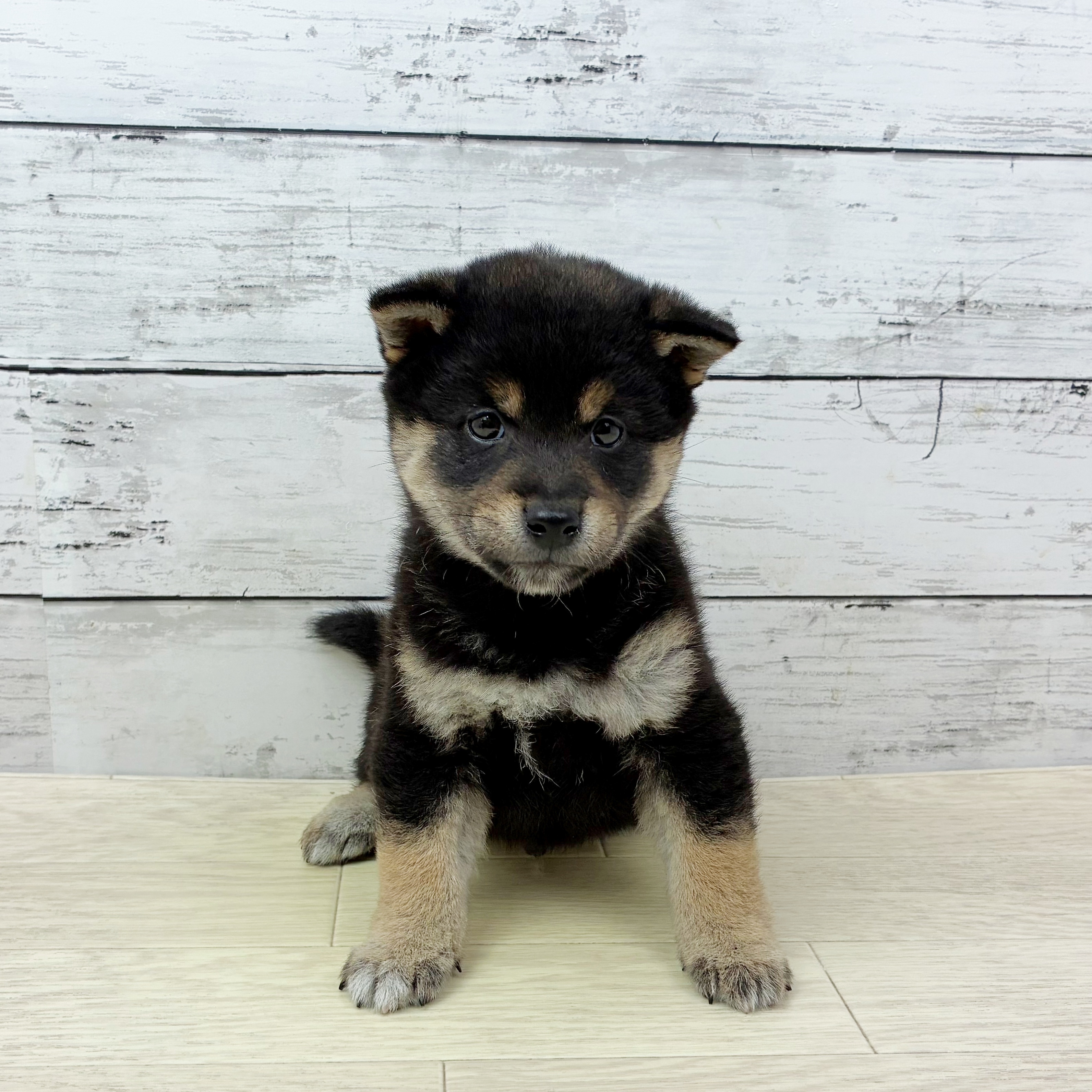 兵庫県の柴犬(標準サイズ) (犬の家＆猫の里川西店/2025年9月24日生まれ/男の子/黒)の子犬