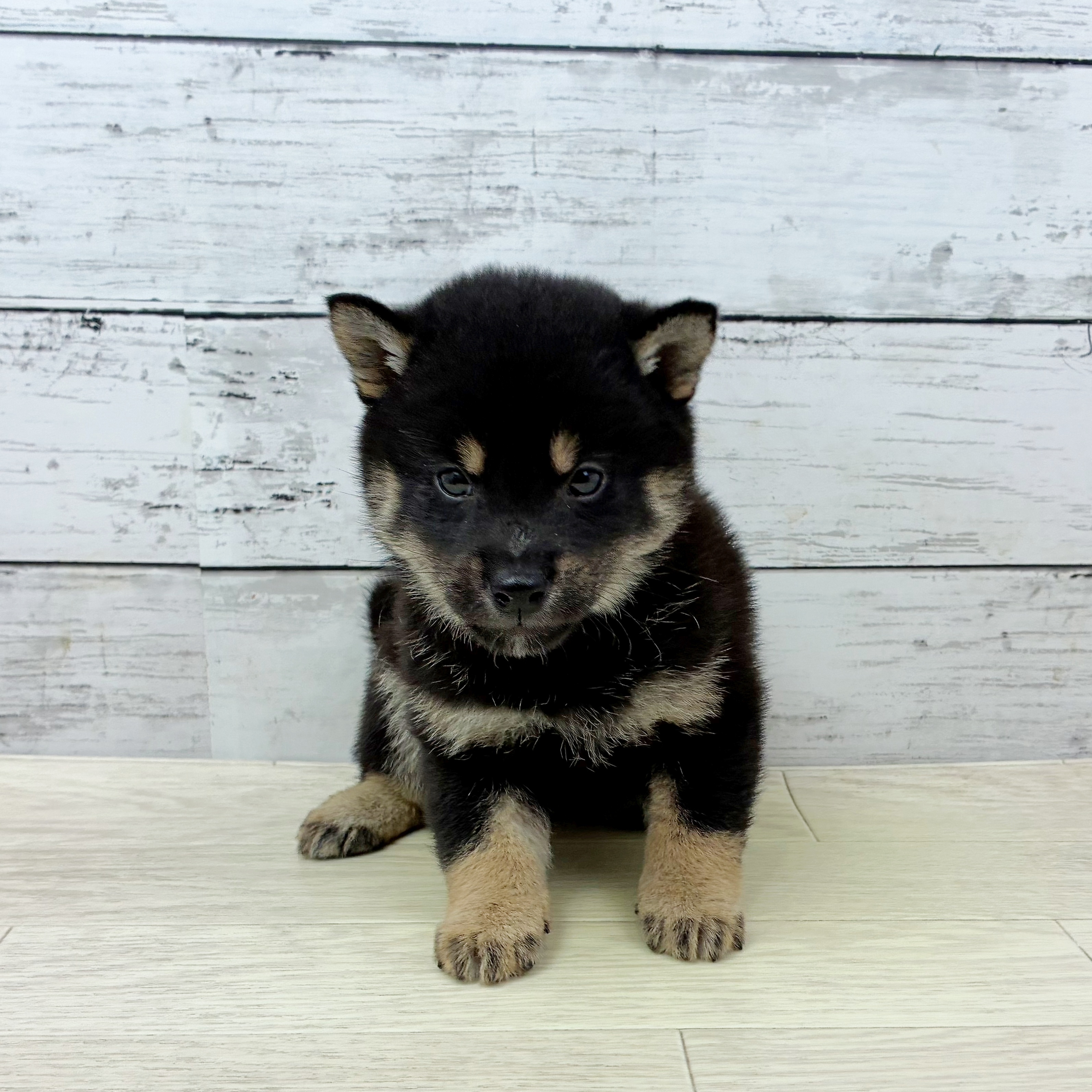 滋賀県の柴犬(標準サイズ) (犬の家＆猫の里近江八幡店/2025年9月24日生まれ/男の子/黒)の子犬の2枚目の画像