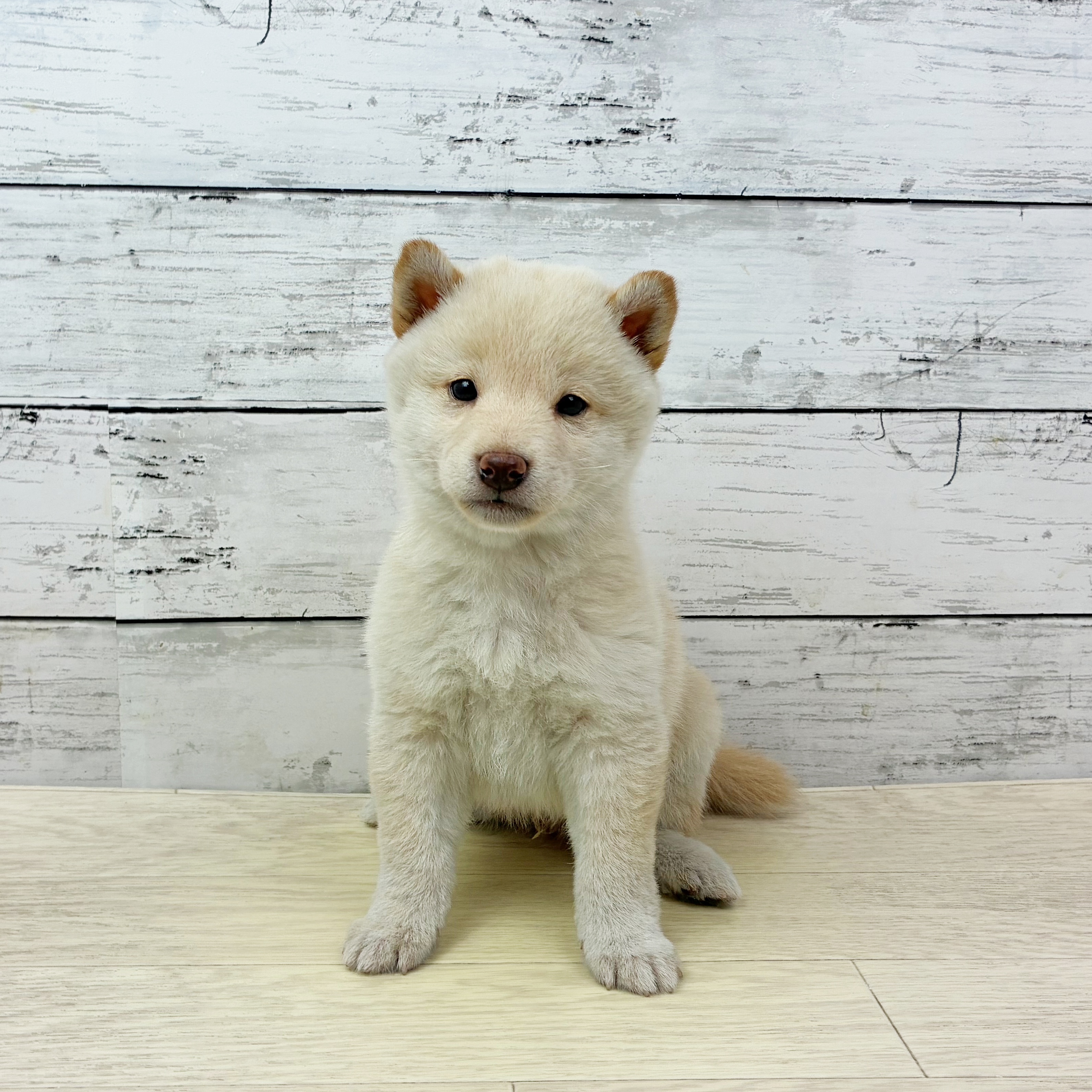 福井県の柴犬(標準サイズ) (犬の家＆猫の里福井店/2025年9月24日生まれ/男の子/淡赤)の子犬