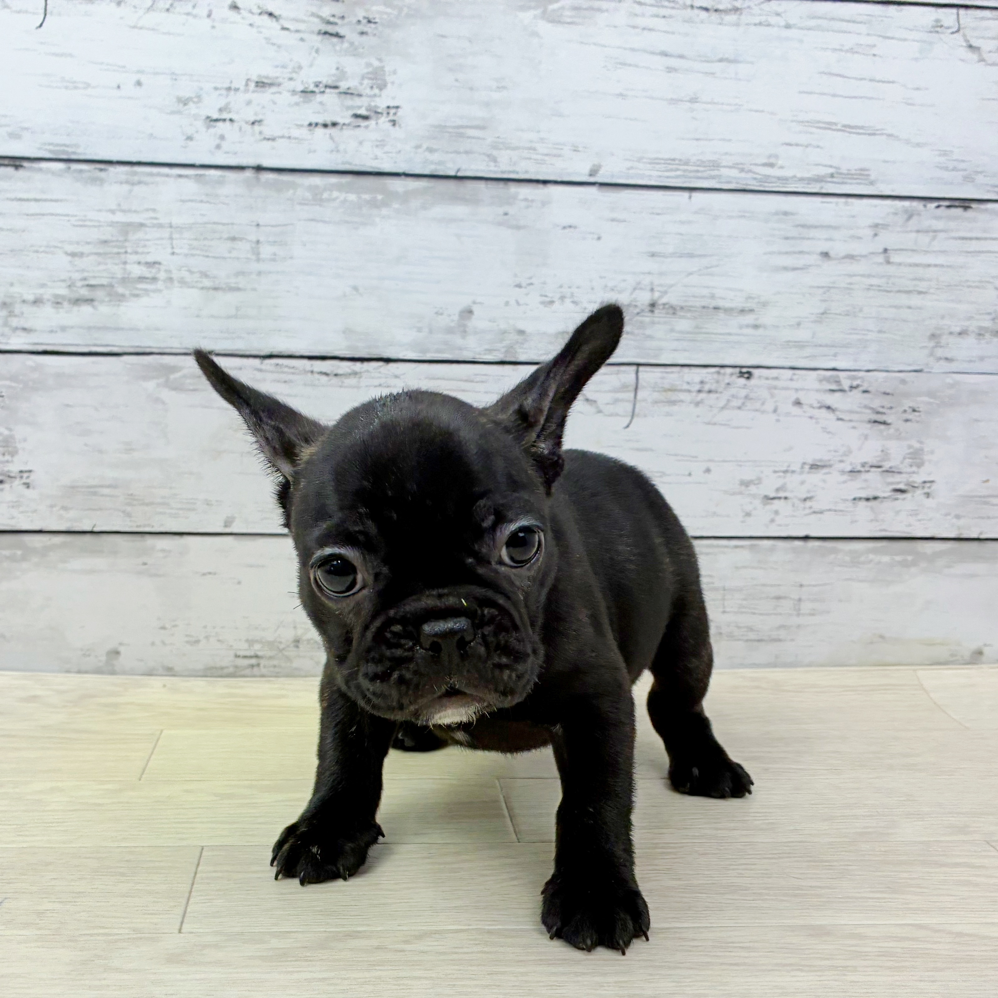 兵庫県のフレンチブルドッグ (犬の家＆猫の里川西店/2025年9月20日生まれ/女の子/ブリンドル)の子犬