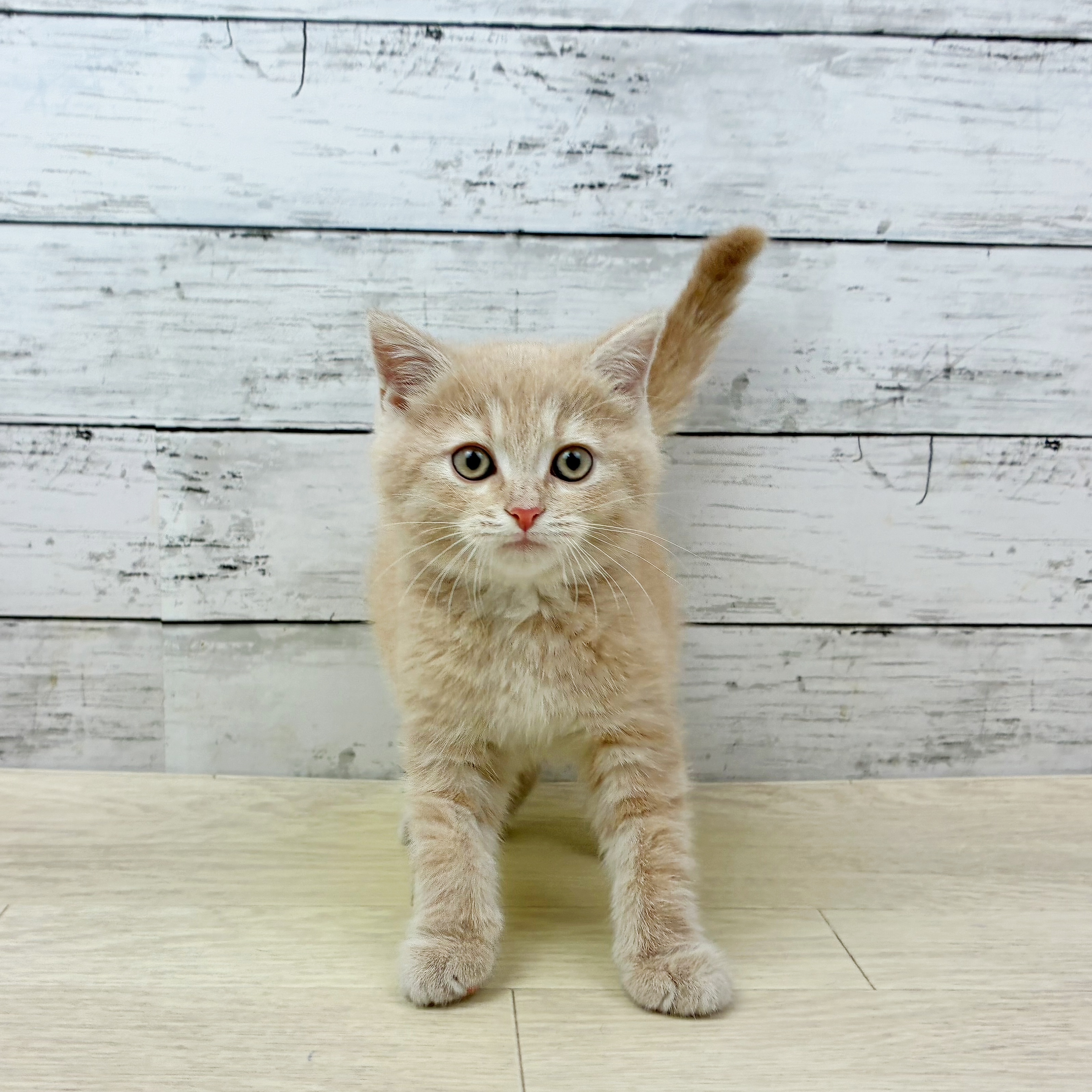 滋賀県のスコティッシュフォールド (犬の家＆猫の里近江八幡店/2025年9月21日生まれ/女の子/クリーム)の子猫