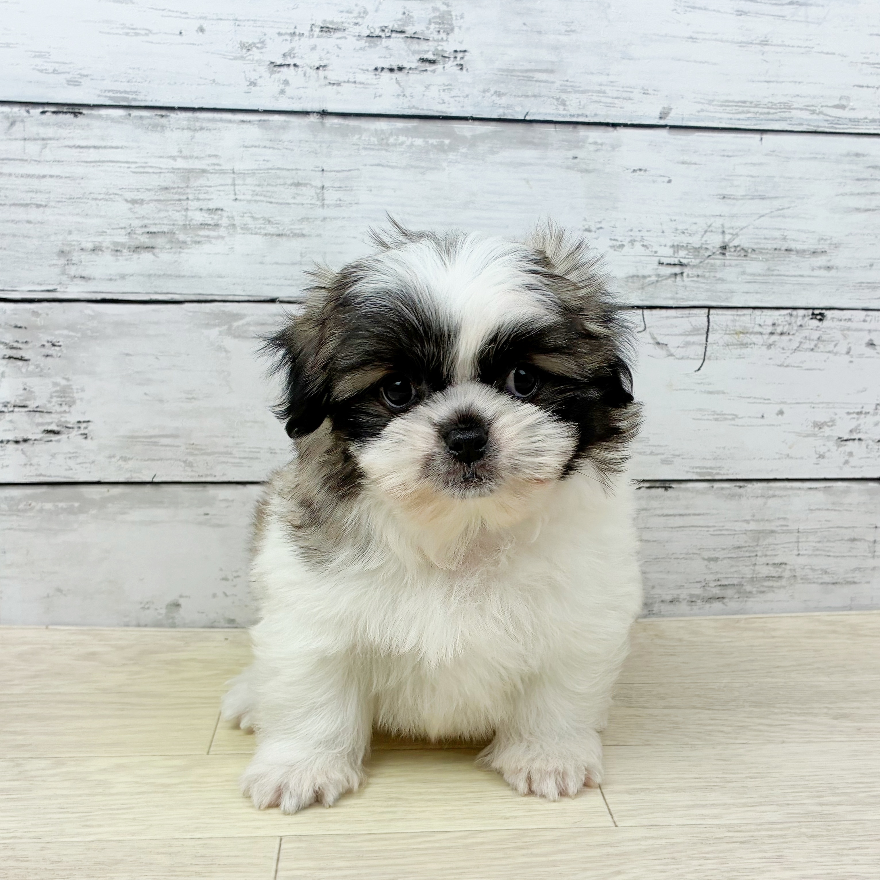 兵庫県のペキマル/マルペキ(ペキニーズ×マルチーズ) (犬の家＆猫の里ニッケパークタウン加古川店/2025年9月21日生まれ/男の子/パーティーカラー)の子犬の2枚目の画像