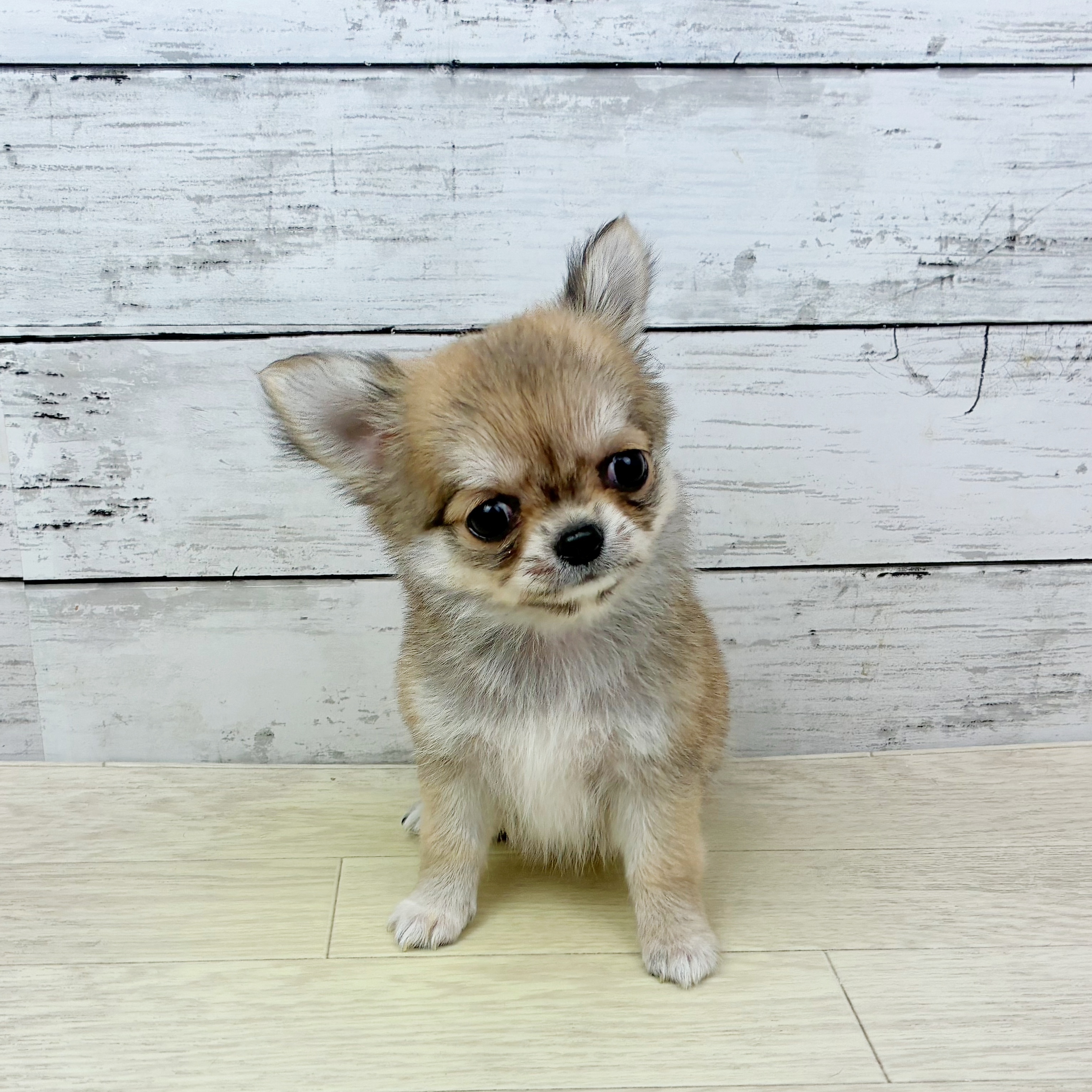 滋賀県のチワワ(ロング) (犬の家＆猫の里近江八幡店/2025年9月23日生まれ/男の子/フォーンホワイト)の子犬