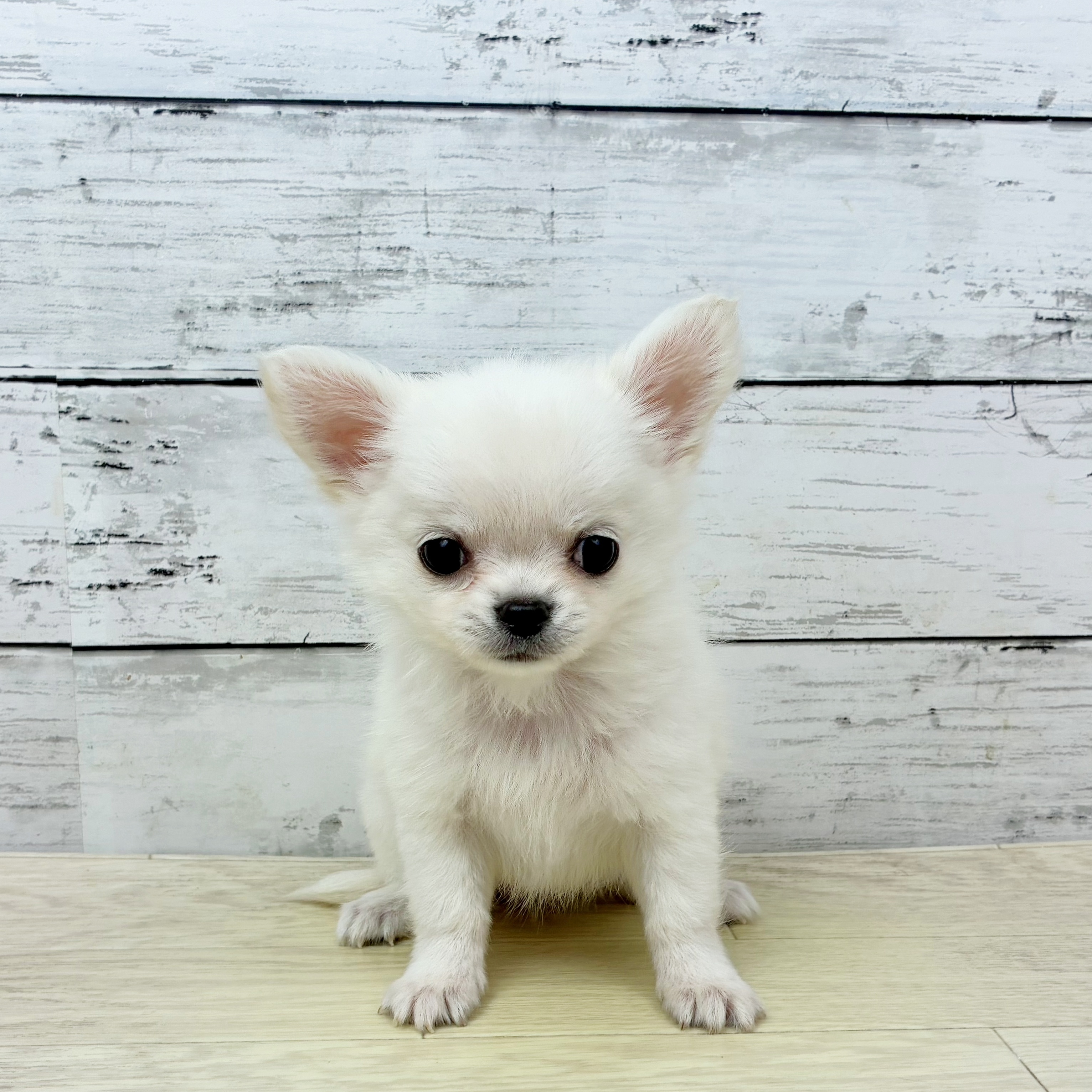 滋賀県のチワワ(ロング) (犬の家＆猫の里近江八幡店/2025年9月25日生まれ/女の子/クリーム)の子犬