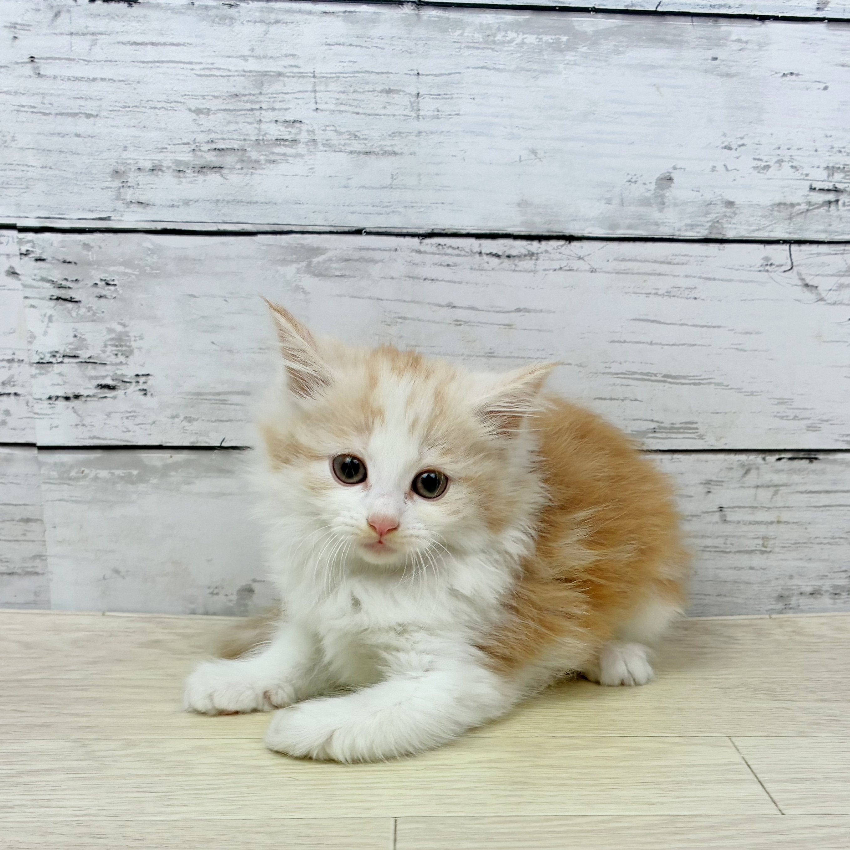 兵庫県のノルウェージャンフォレストキャット (犬の家＆猫の里ゆめタウン姫路店/2025年9月24日生まれ/女の子/レッドタビーホワイト)の子猫