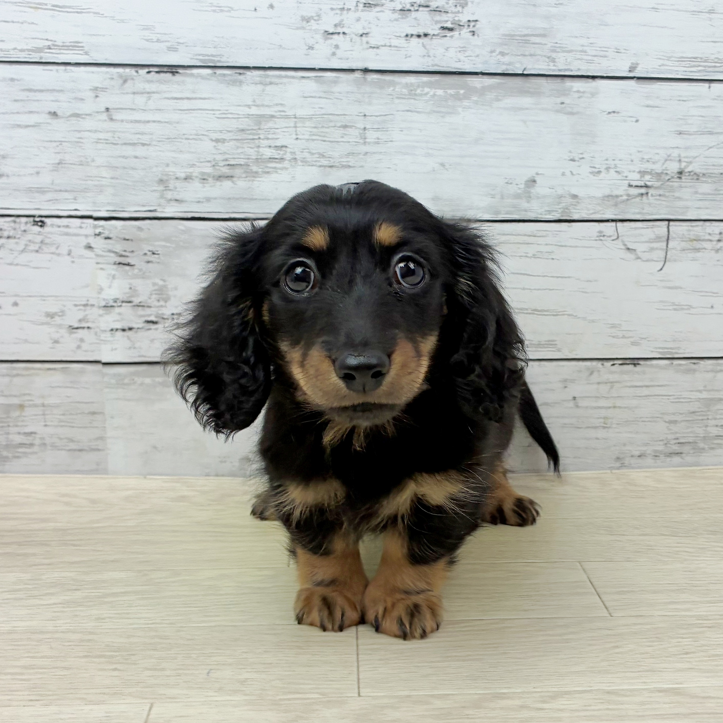 兵庫県のミニチュアダックスフンド(ロング) (犬の家＆猫の里川西店/2025年9月22日生まれ/女の子/ブラックタン)の子犬