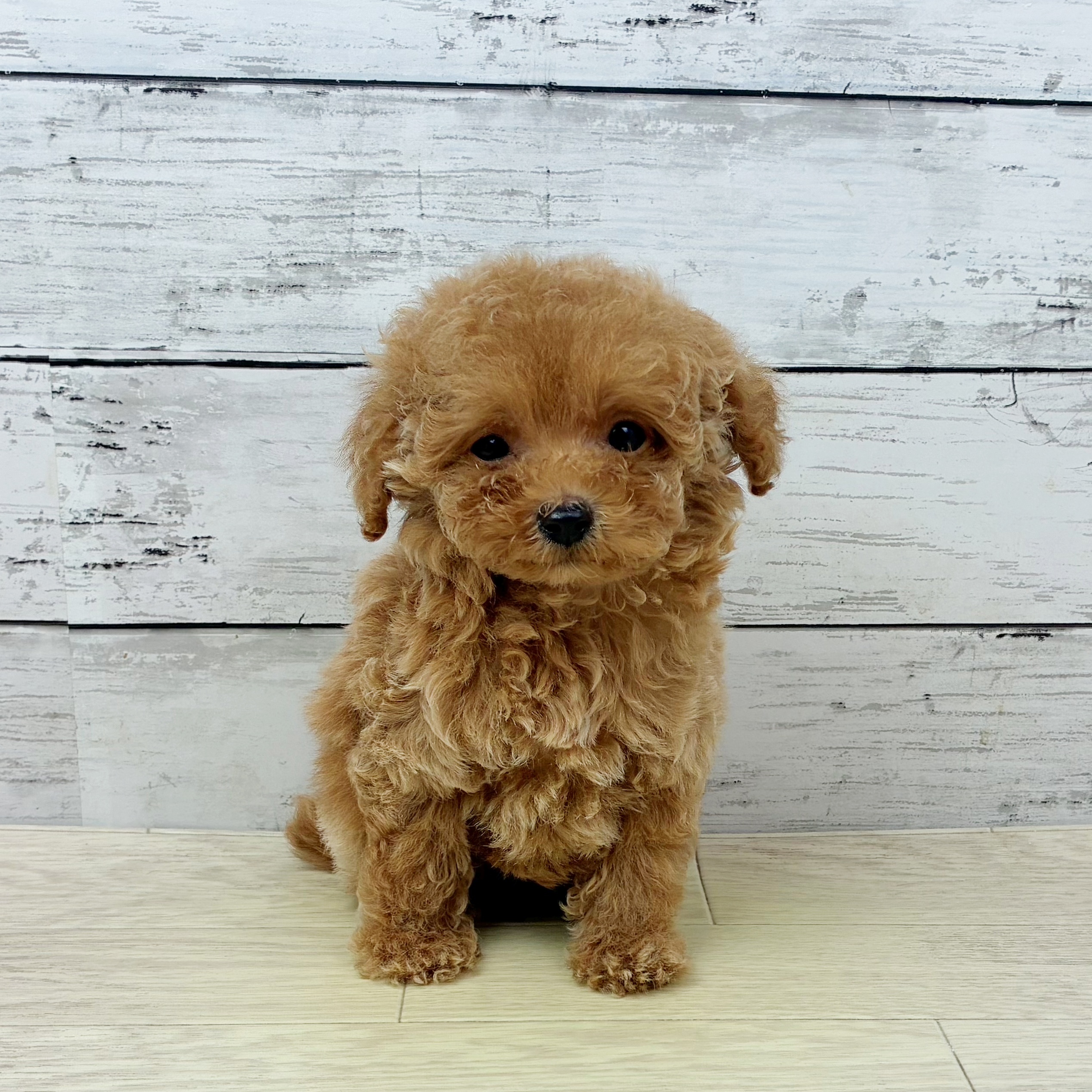 滋賀県のトイプードル(トイ) (犬の家＆猫の里近江八幡店/2025年9月13日生まれ/男の子/ペールフォーン)の子犬