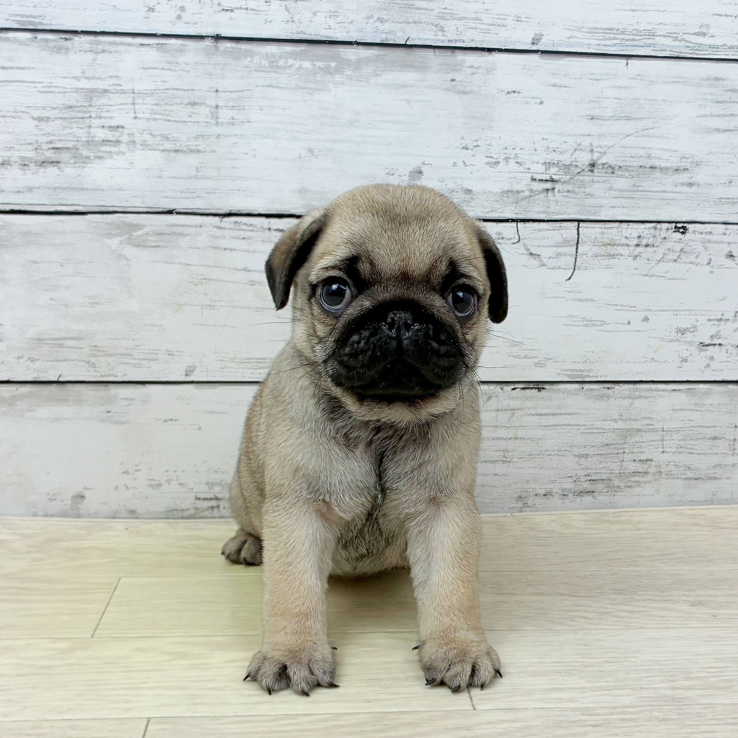 兵庫県のパグ (犬の家＆猫の里ゆめタウン姫路店/2025年9月25日生まれ/女の子/フォーン)の子犬の2枚目の画像